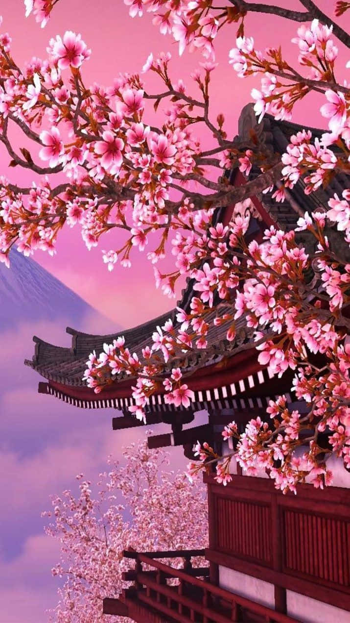櫻花背景 壁紙