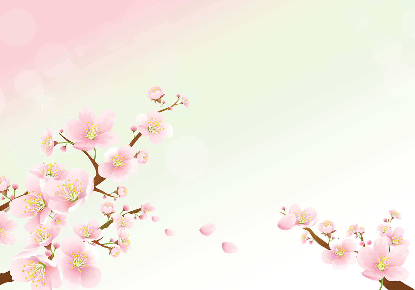 櫻花背景 壁紙