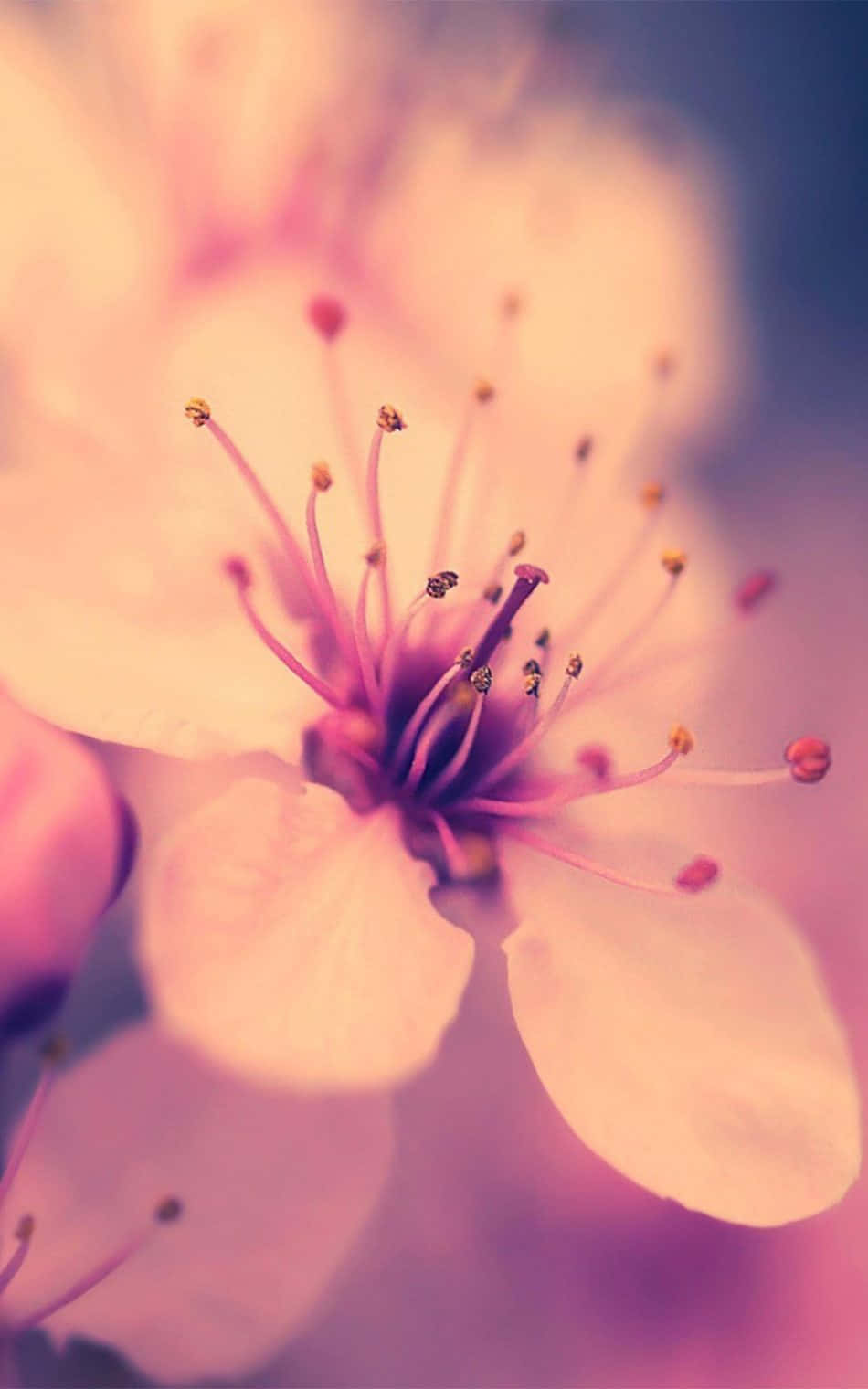 櫻花背景 壁紙