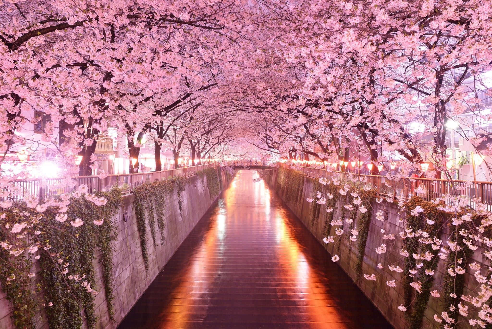 櫻花背景 壁紙