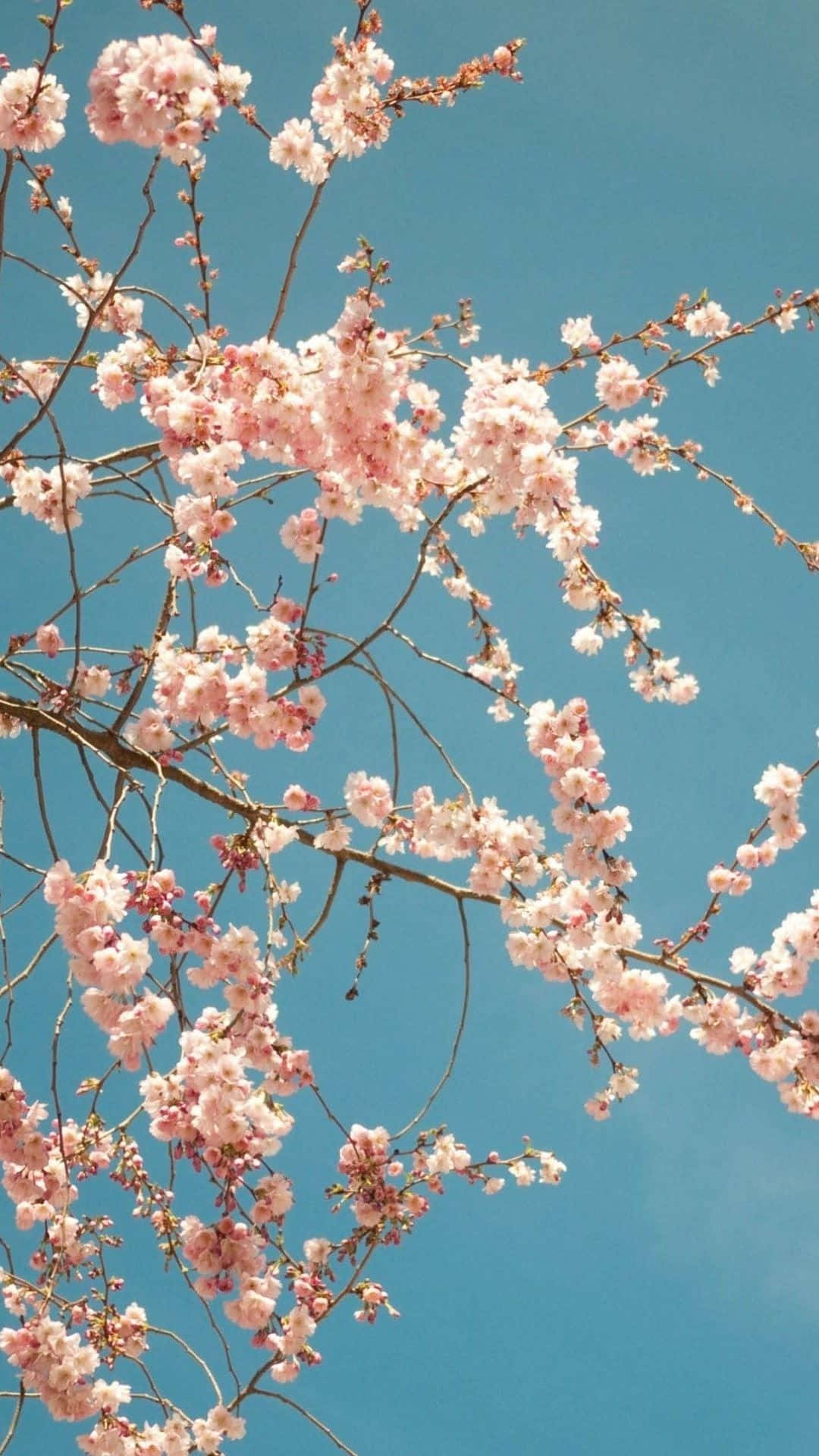 櫻花背景 壁紙