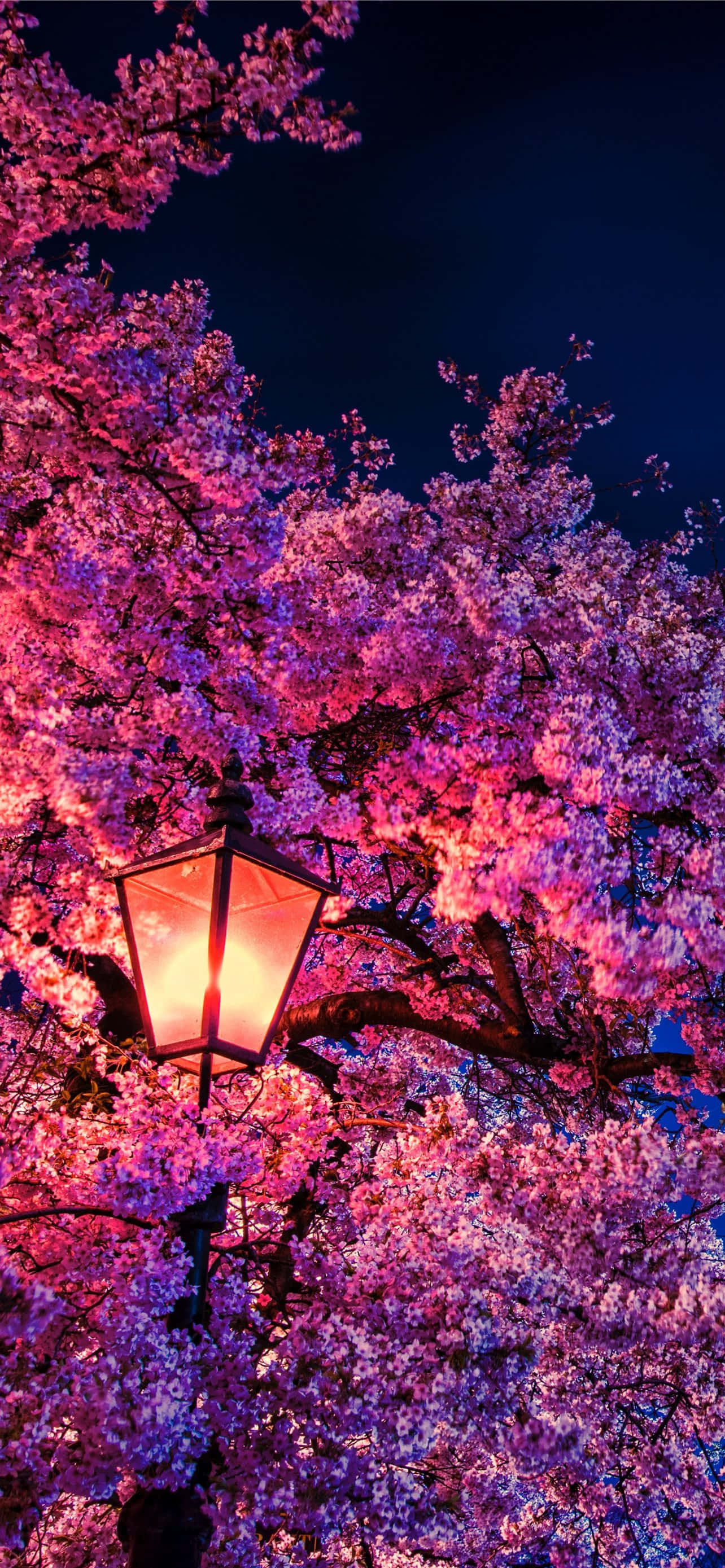 櫻花背景 壁紙