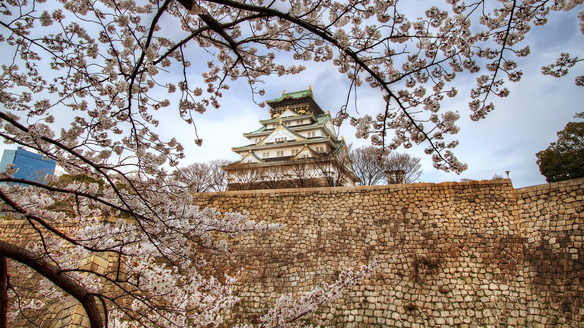 Osaka Castle 桌布 壁紙 — 櫻花襯托著石牆上雄偉的日本城堡，背景是柔和藍天。