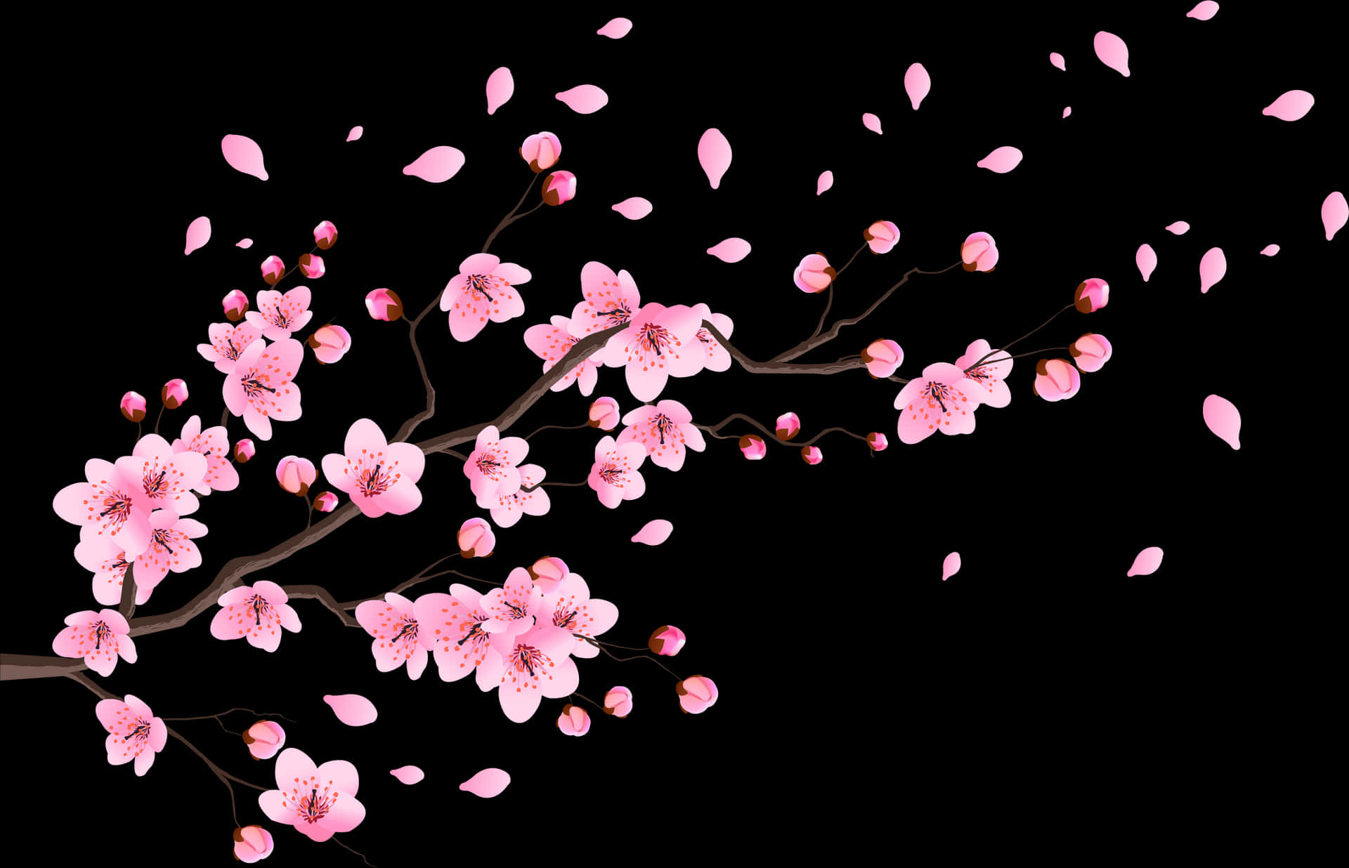 櫻花黑底壁紙 — 櫻花 壁紙