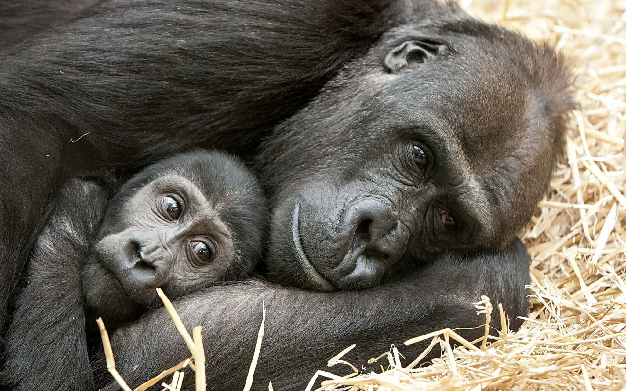 Cute Gorilla 桌布 壁紙 — 母猩猩與寶寶在稻草上依偎在一起的溫馨時刻。