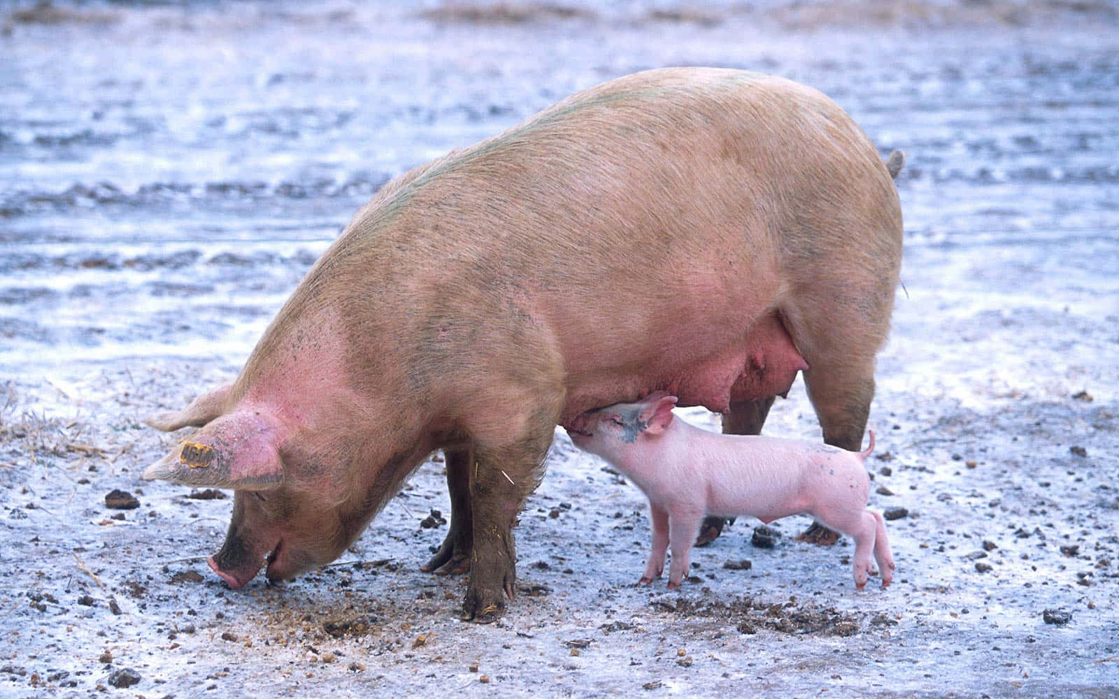 Pig 桌布 壁紙 — 母豬在柔和的冬日陽光下，在泥濘的雪地裡給牠的小粉紅豬仔餵奶。