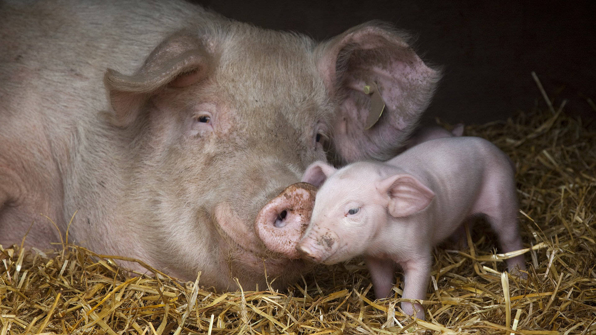 Pig 桌布 壁紙 — 母豬用鼻子輕推牠那隻躺在昏暗穀倉中金色乾草堆裡的粉紅色小豬。