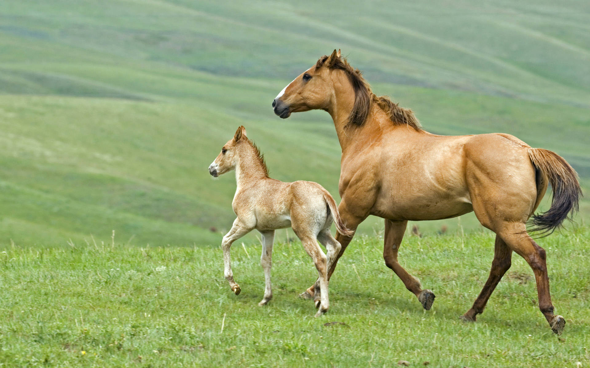 animals 桌布 壁紙 — 母馬和牠的小馬駒在明亮的日光下優雅地奔馳過翠綠的山坡。