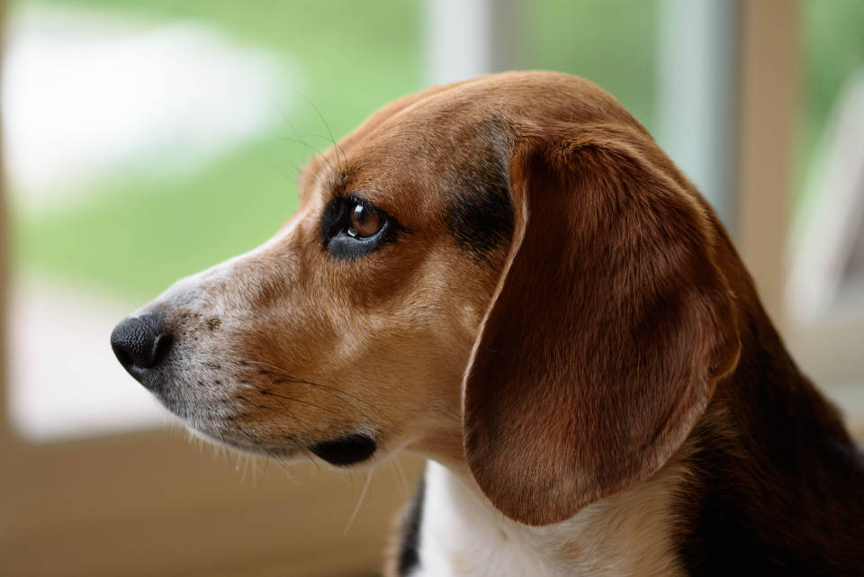 Cute Puppy 桌布 壁紙 — 比格犬沉思的臉部特寫，透過窗戶凝視，柔和自然光。