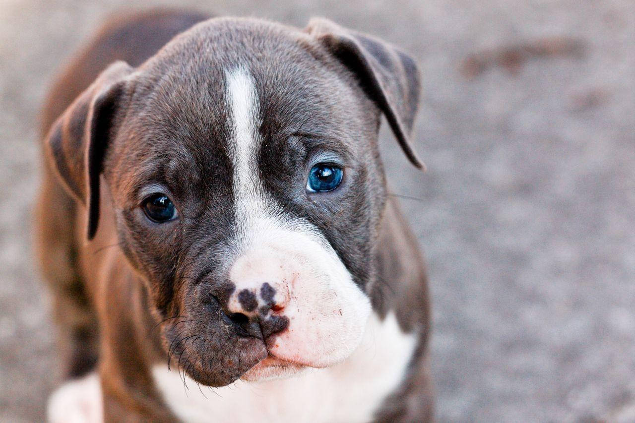 比特犬幼犬 桌布 壁紙 — 比特犬幼犬的特寫，擁有引人注目的藍色眼睛和臉上的白色斑紋，直視鏡頭。