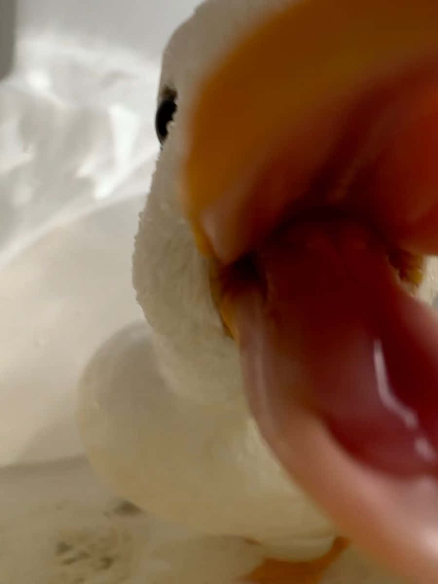 動物 桌布 壁紙 — 毛絨鴨玩具的特寫，有著鮮橙色的喙和粉紅色的舌頭伸出，背景是柔和的白色。
