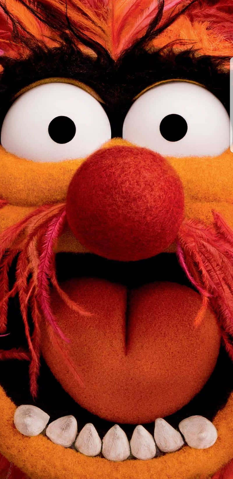 Animal Muppet 桌布 壁紙 — 毛茸茸橙色木偶角色的特寫，有大眼睛、紅鼻子和張開的嘴巴露出牙齒。