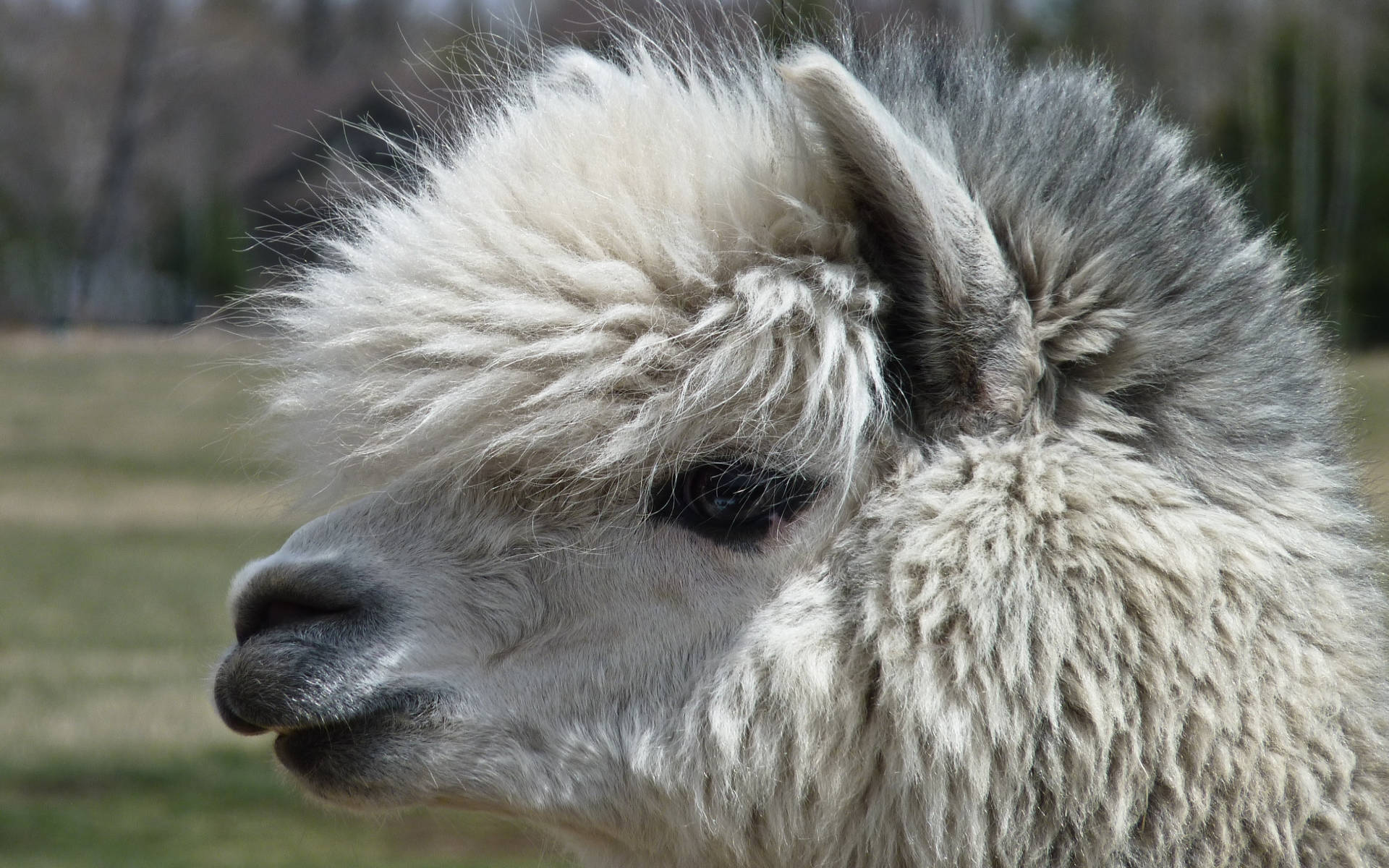 Alpaca 桌布 壁紙 — 毛茸茸白色羊駝的特寫，有簇狀鬃毛和平靜的表情，背景是模糊的草地。