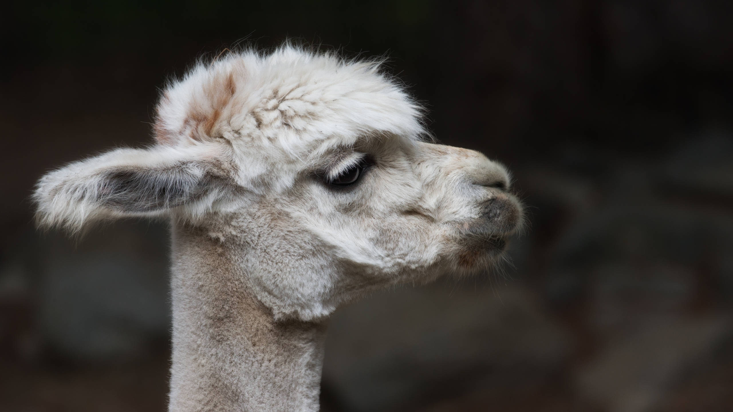 Alpaca 桌布 壁紙 — 毛茸茸白色羊駝的特寫肖像，擁有柔軟的毛髮和溫柔的眼睛，背景是模糊的深色。