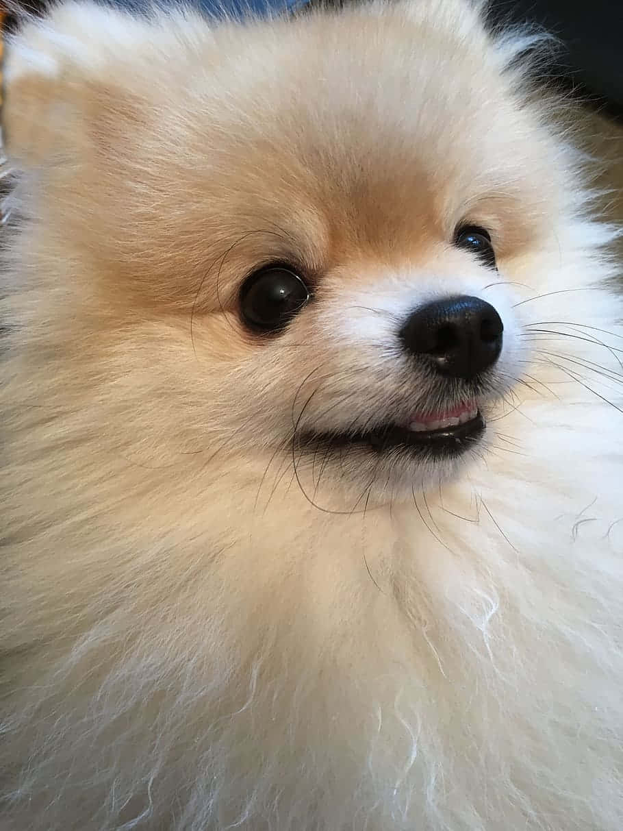 Pomeranian 桌布 壁紙 — 毛茸茸的奶油色博美犬的特寫，深色眼睛和開心的表情。