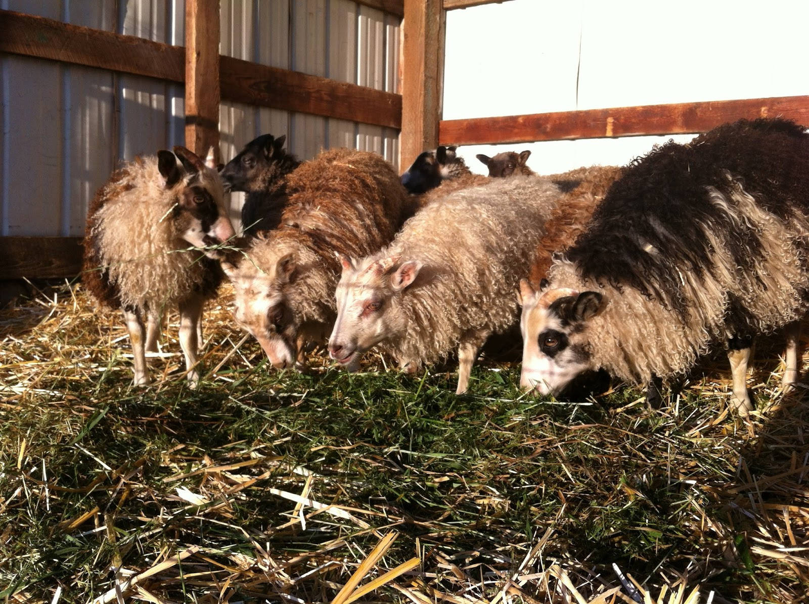farm animals 桌布 壁紙 — 毛茸茸的綿羊，羊毛顏色各異，在溫暖的陽光下，在木製穀倉圍欄附近的乾草上平靜地吃草。