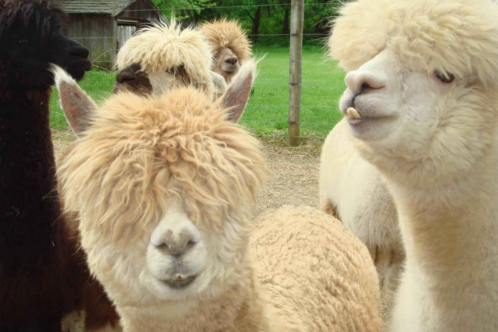 Alpaca 桌布 壁紙 — 毛茸茸的羊駝，披著厚厚的羊毛外套，在白天緊密地站在有圍欄的草地上。