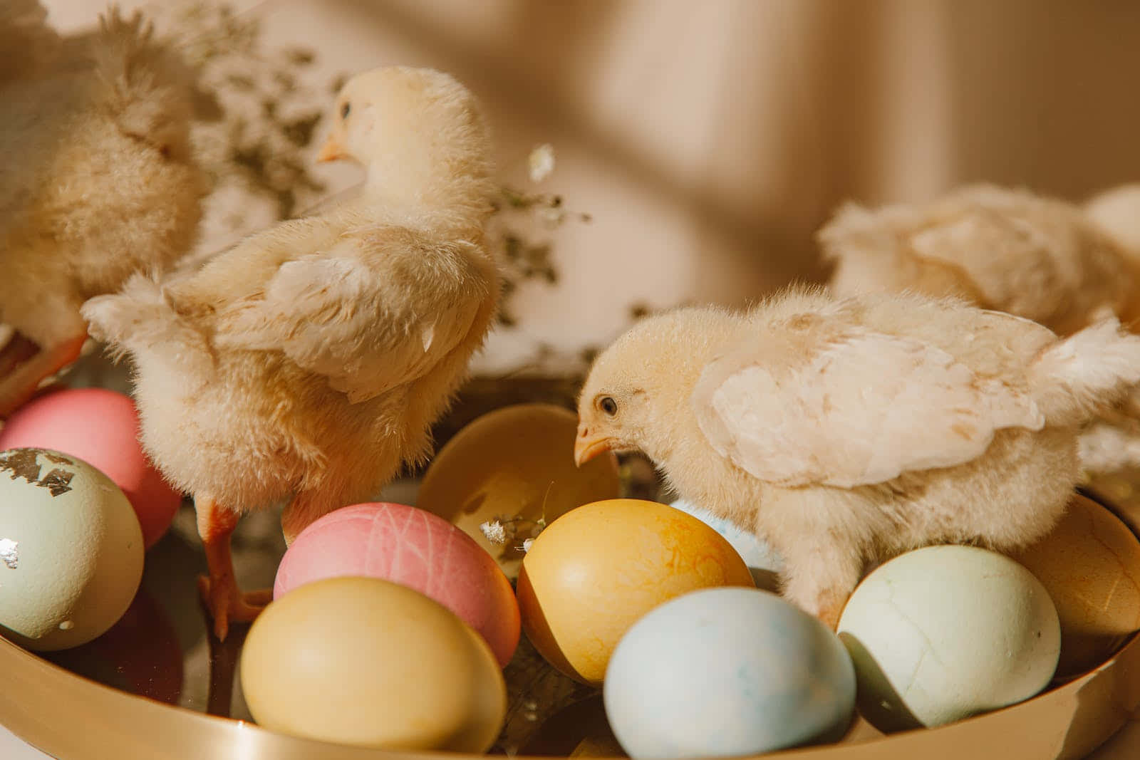 Pastel Easter 桌布 壁紙 — 毛茸茸的黃色小雞啄食著金色碗中沐浴在溫暖陽光下的彩色粉彩蛋。