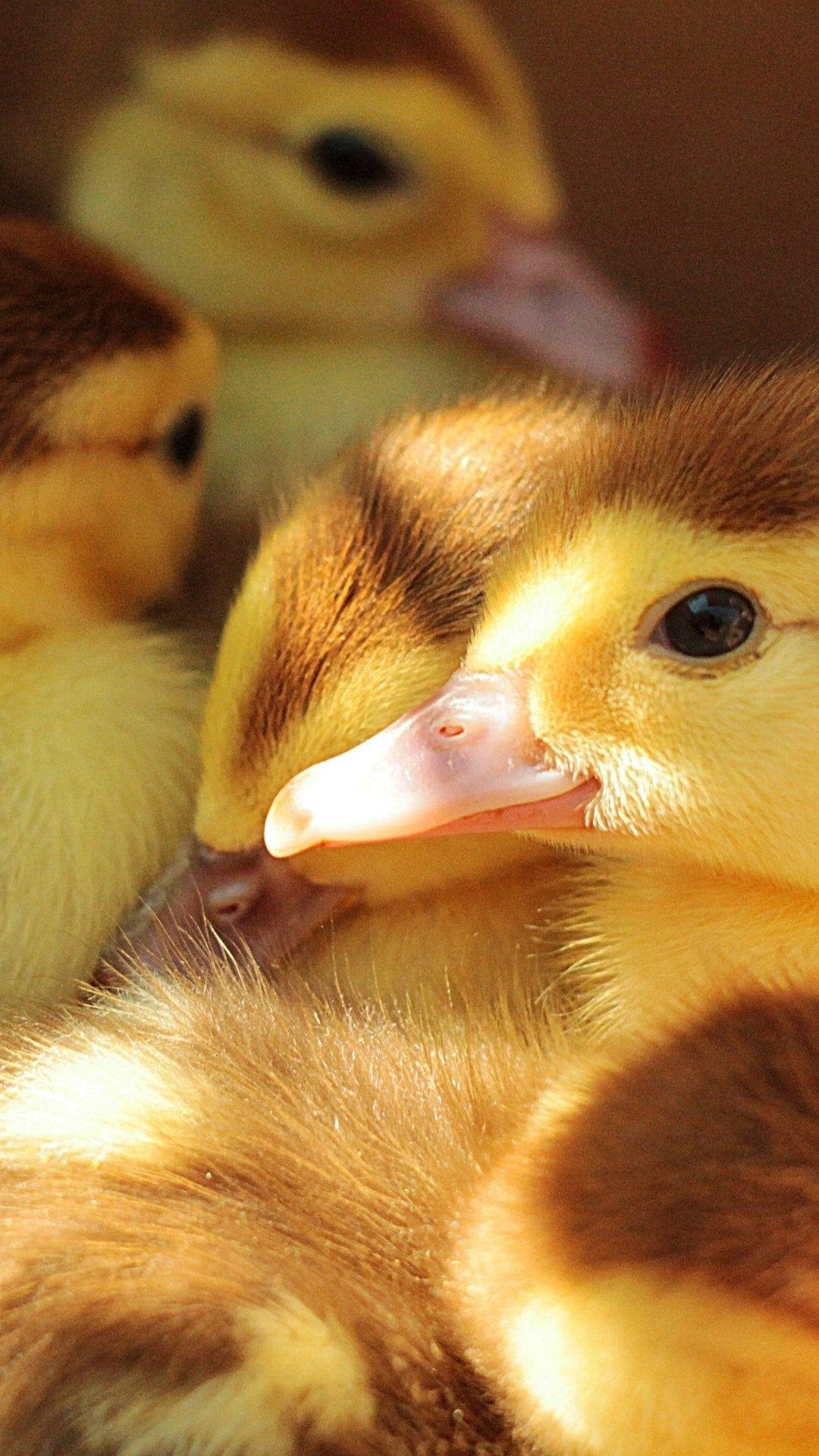 Baby Duck 桌布 壁紙 — 毛茸茸的黃色小鴨擠在一起的特寫，柔和的陽光突顯牠們的絨毛。