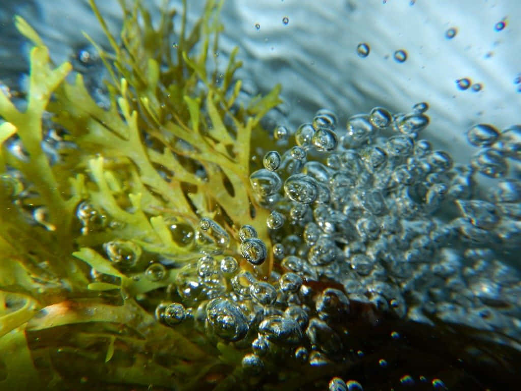 Sea Weed 桌布 壁紙 — 水下微距拍攝，鮮綠色海草在清澈藍水中搖曳，旁邊有一簇閃閃發光的氣泡。