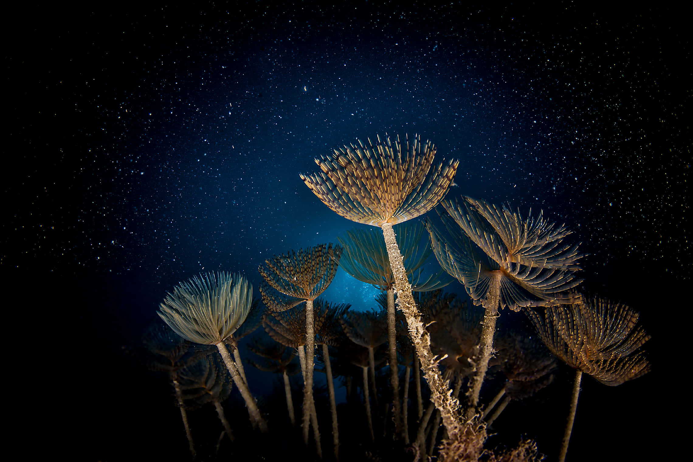 夜空 桌布 壁紙 — 水下羽毛星在繁星點點的夜空下柔和發光，構成迷人的深海場景。