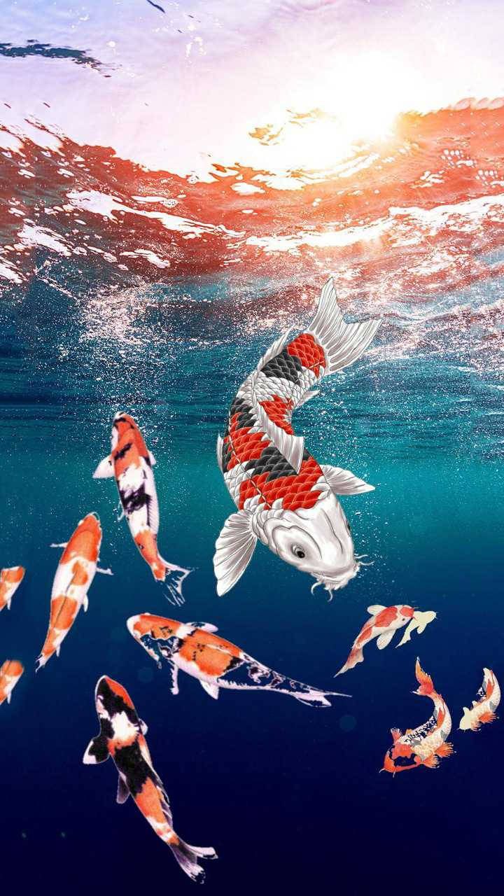 魚 桌布 壁紙 — 水中錦鯉在陽光照射的水面下優雅地游動，帶有鮮豔的橙色、紅色和白色鱗片。