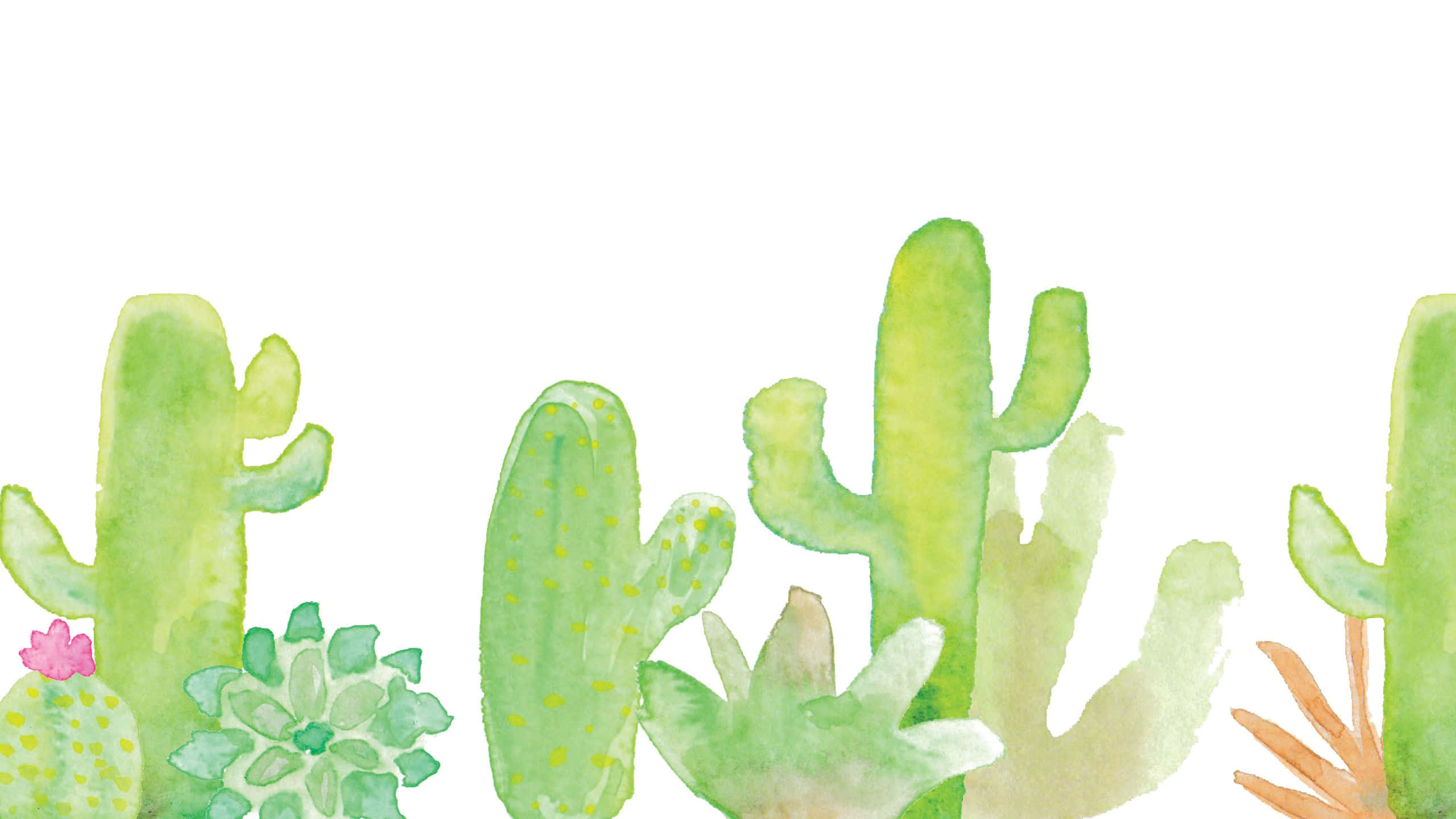 Cactus 桌布 壁紙 — 水彩插圖，綠色仙人掌和多肉植物，帶有粉紅色和橙色花朵，白色背景。