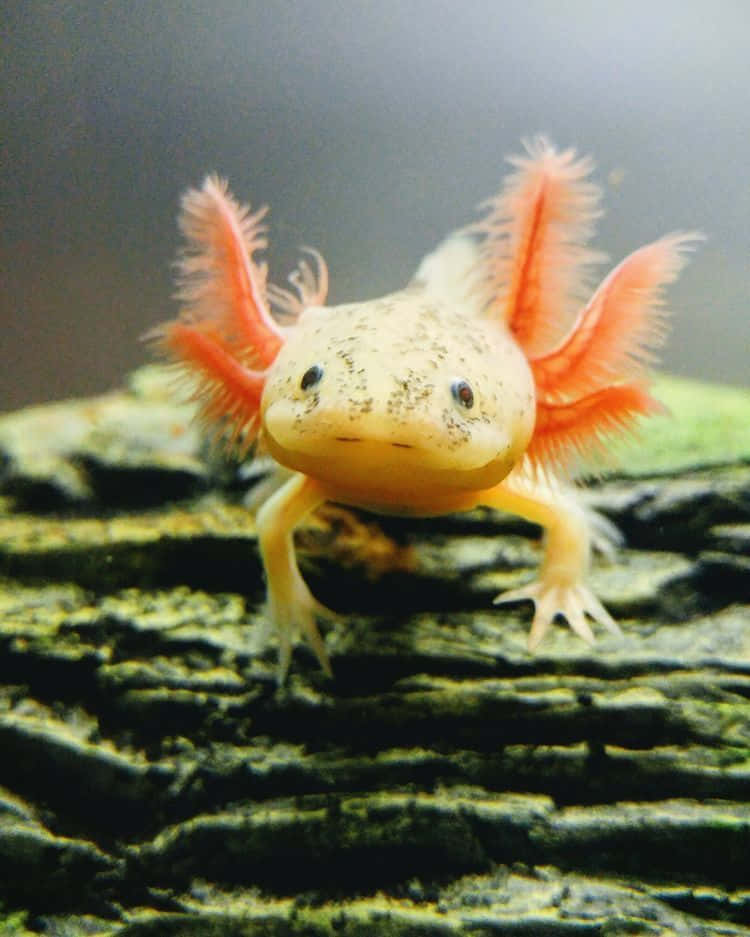 動物 桌布 壁紙 — 水族箱中一隻亮橙色、帶有羽毛狀鰓的蠑螈，棲息在長滿苔蘚的木頭上，特寫鏡頭。