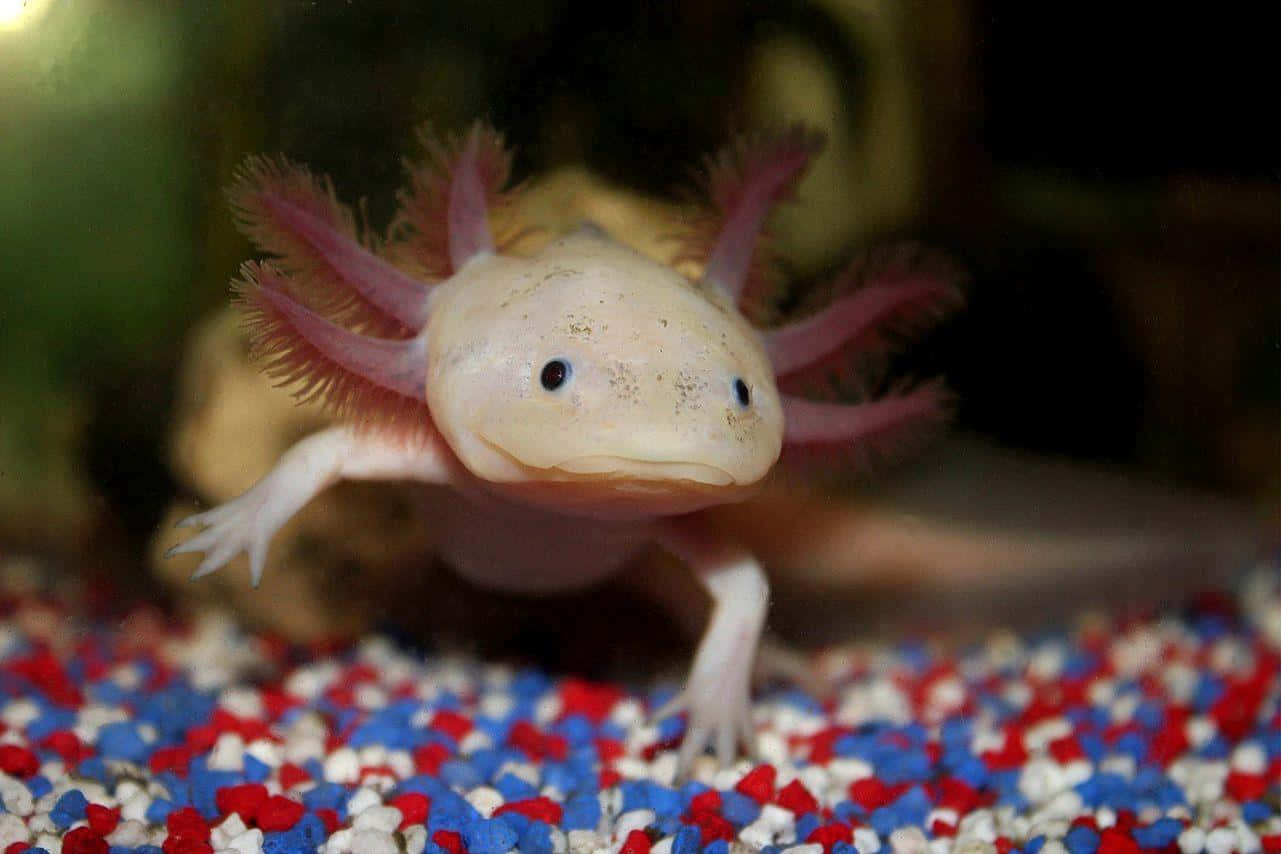 墨西哥鈍口螈 桌布 壁紙 — 水族箱中一隻蒼白的蠑螈（axolotl）帶有羽毛狀粉紅色鰓，在色彩繽紛的紅、白、藍碎石上休息的特寫。
