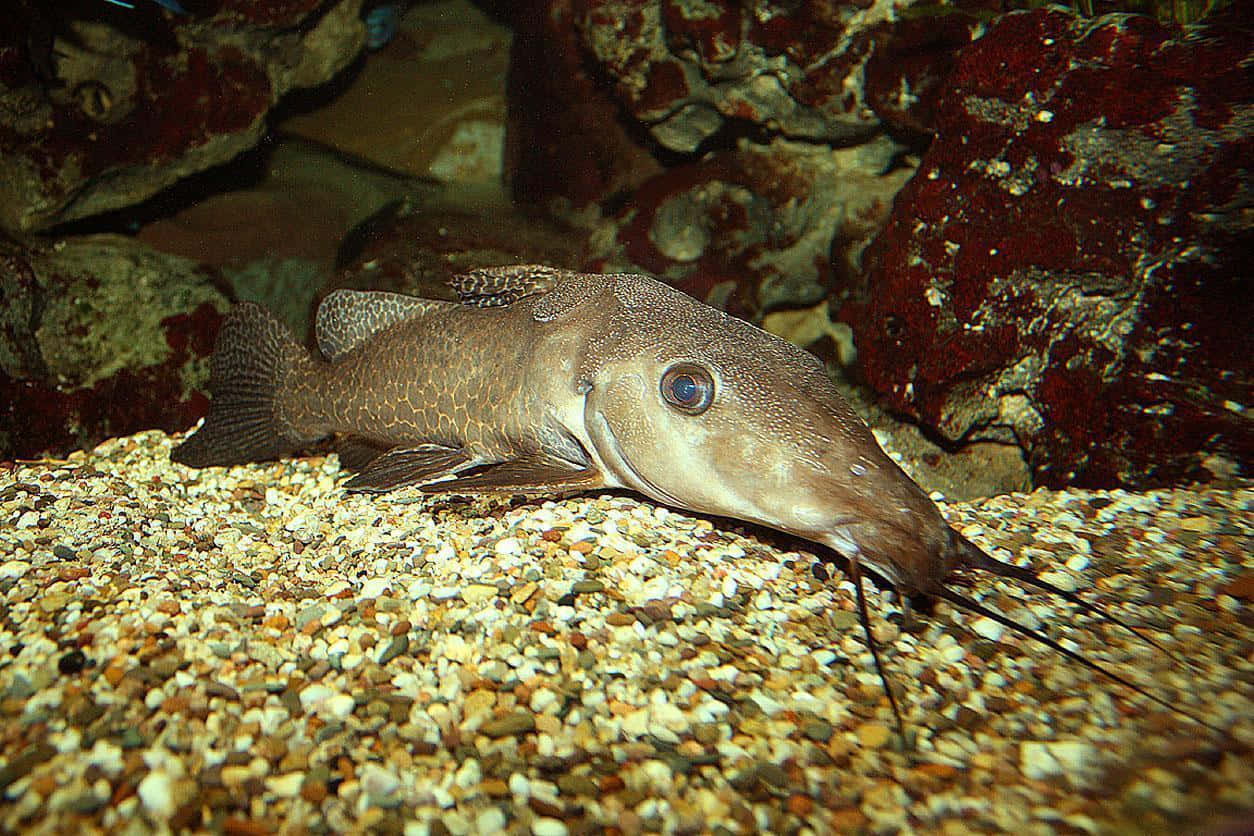 魚 桌布 壁紙 — 水族箱內，一條有鬍鬚的棕色鯰魚在礫石上休息，附近是岩石和佈滿藻類的牆壁的特寫。