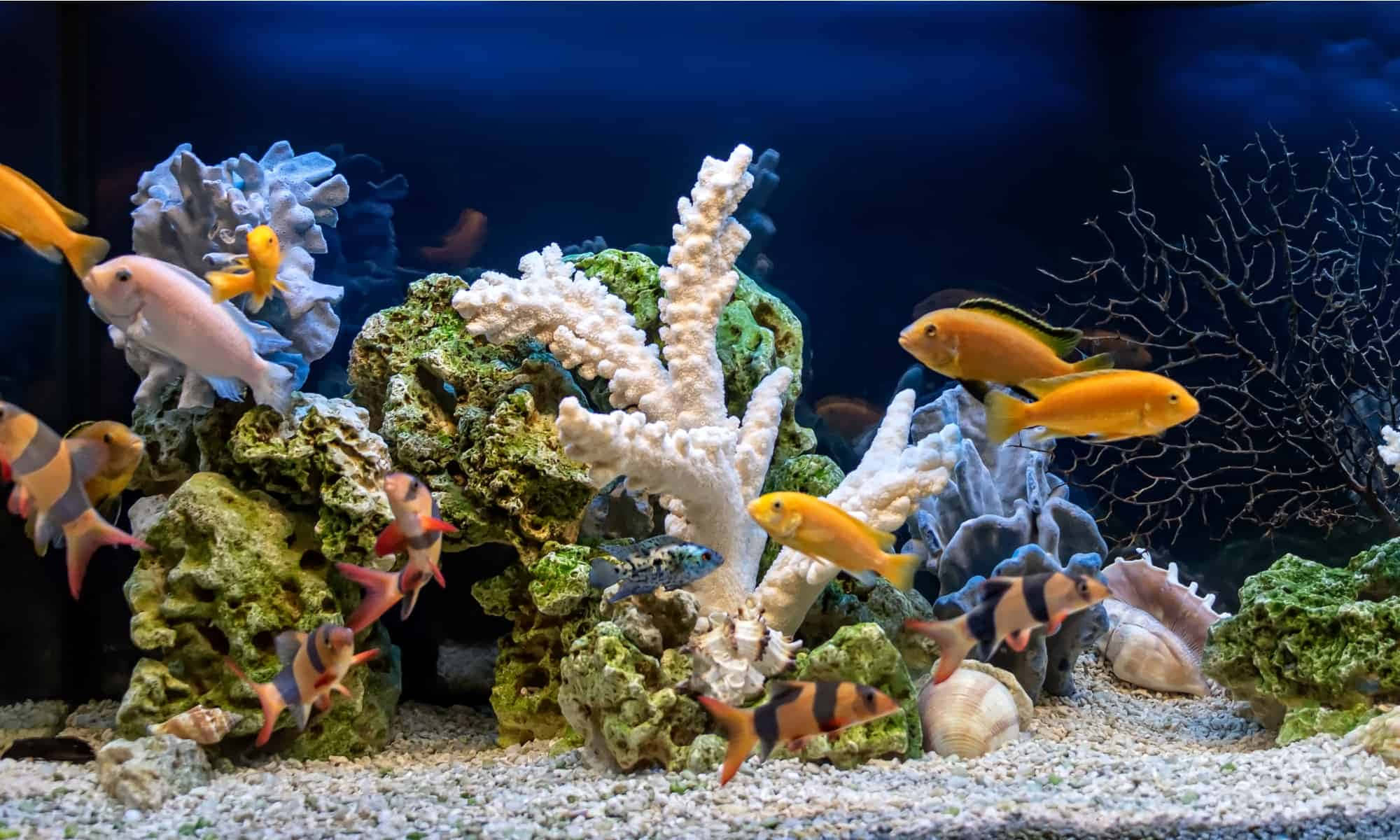 水族箱背景 壁紙