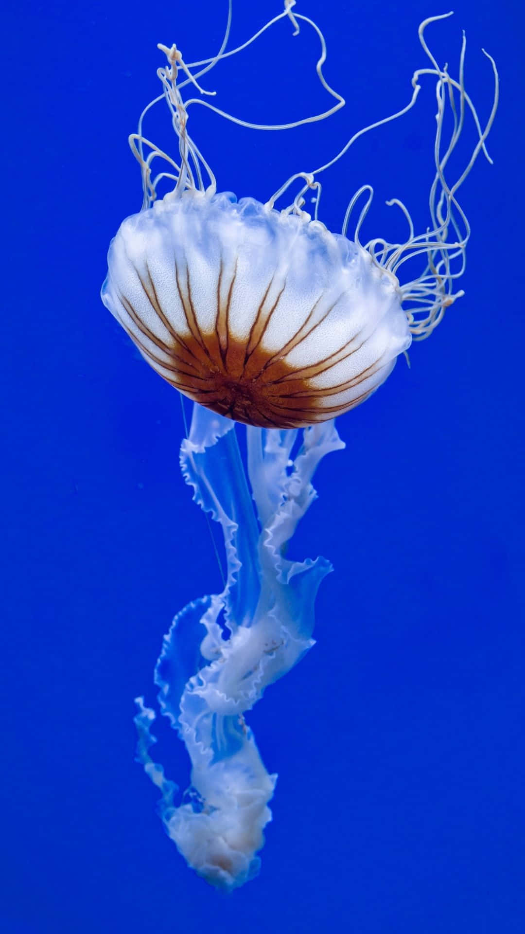 水母背景 壁紙