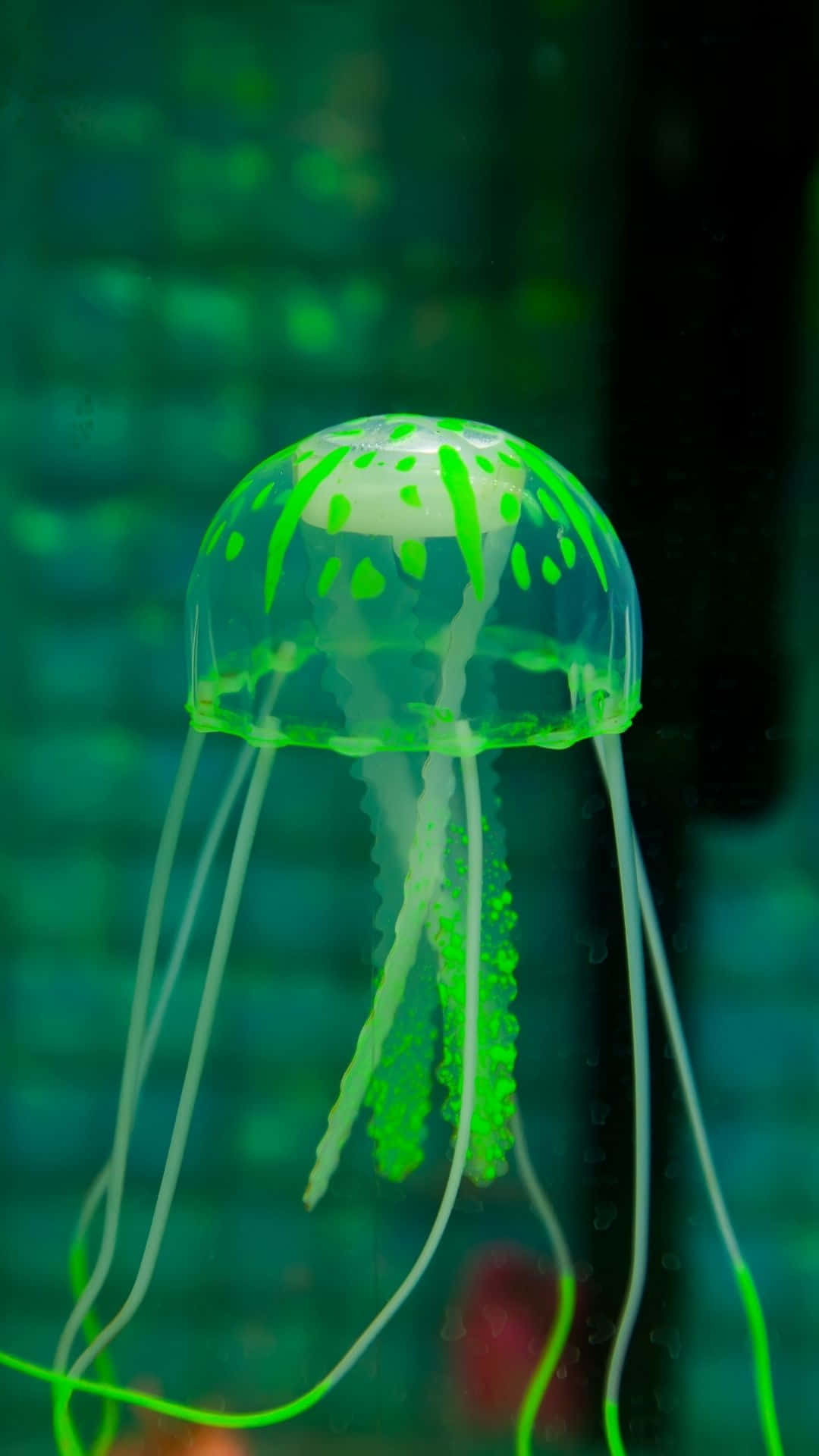 水母背景 壁紙