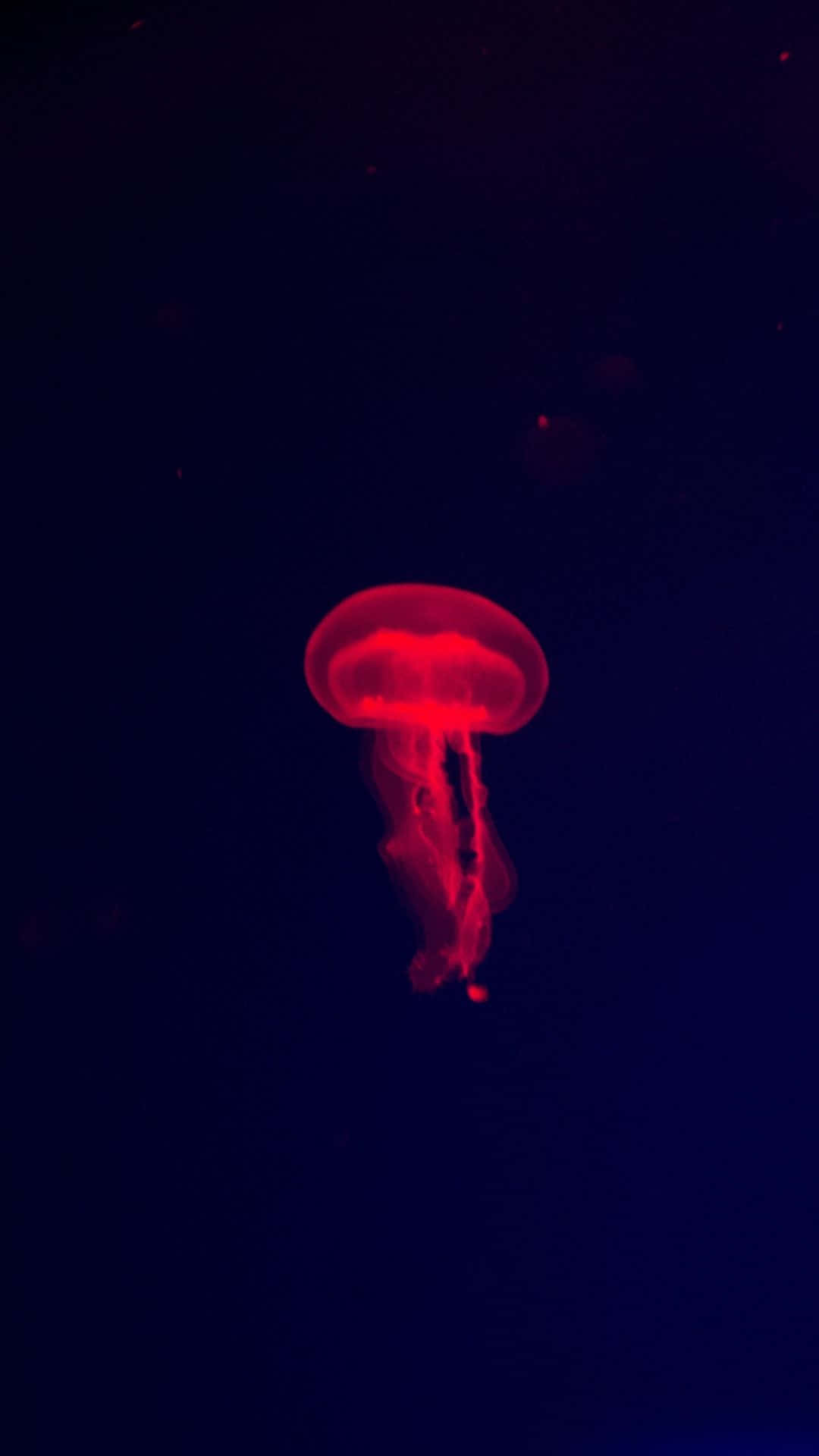 水母背景 壁紙