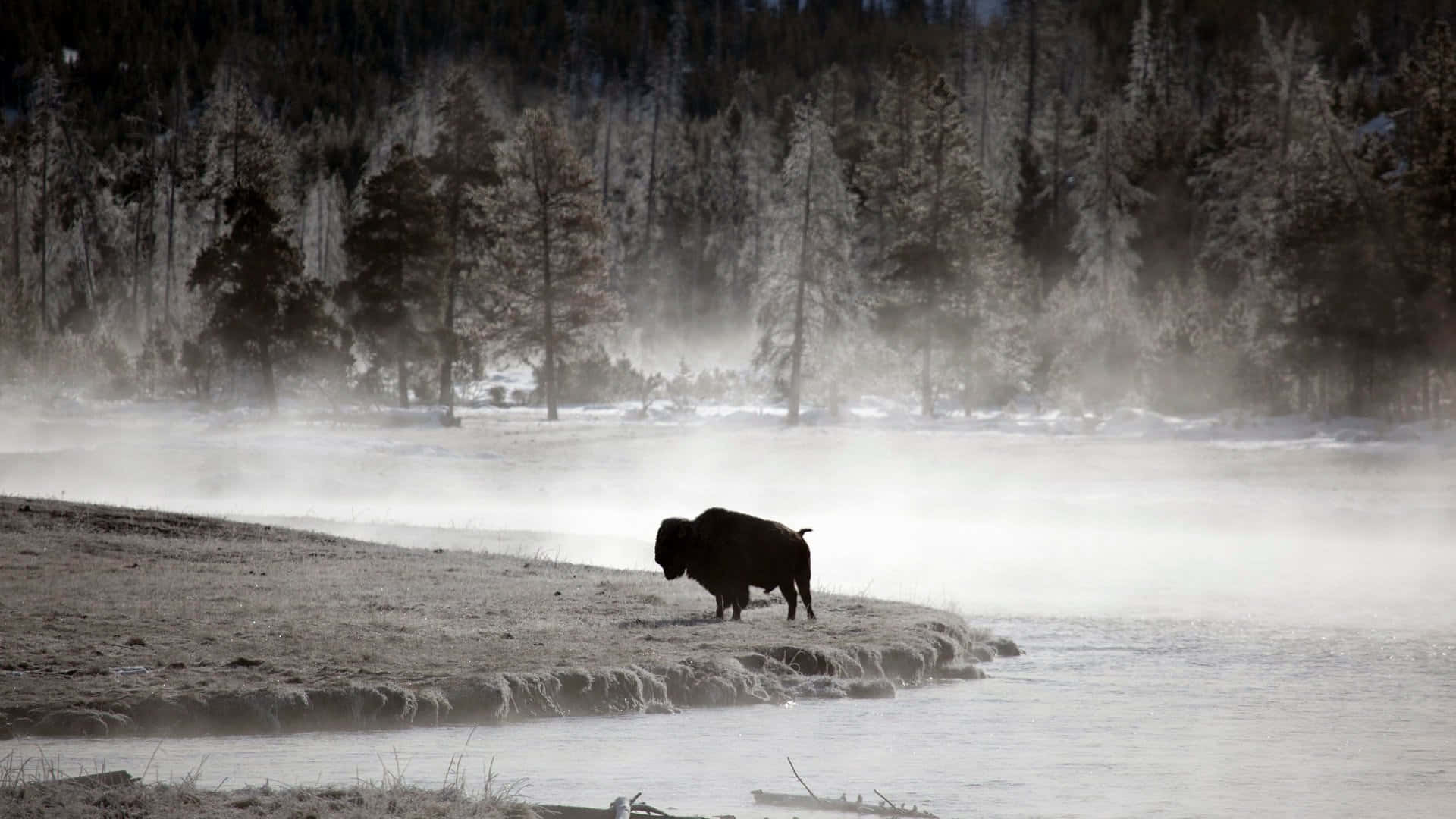 水牛背景 壁紙