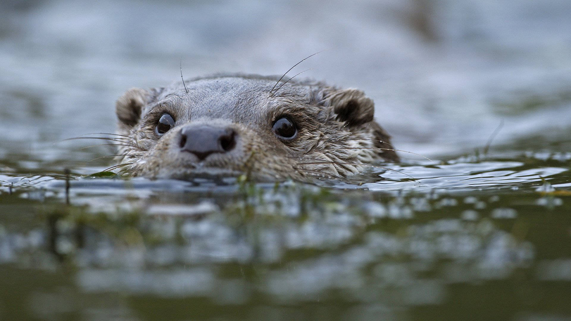 Otter 桌布 壁紙 — 水獺臉部特寫，從平靜的水面探出頭來，擁有深邃的黑色眼睛和濕漉漉的毛髮。
