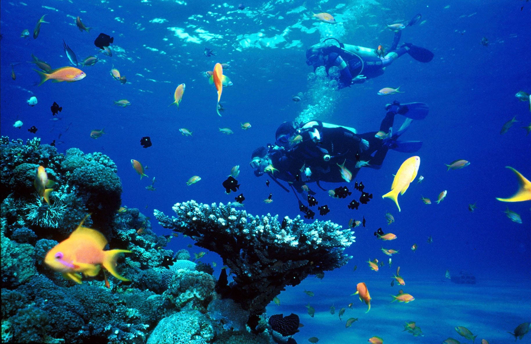 diving 桌布 壁紙 — 水肺潛水員在清澈的藍色海水下探索充滿色彩繽紛的熱帶魚的活力珊瑚礁。