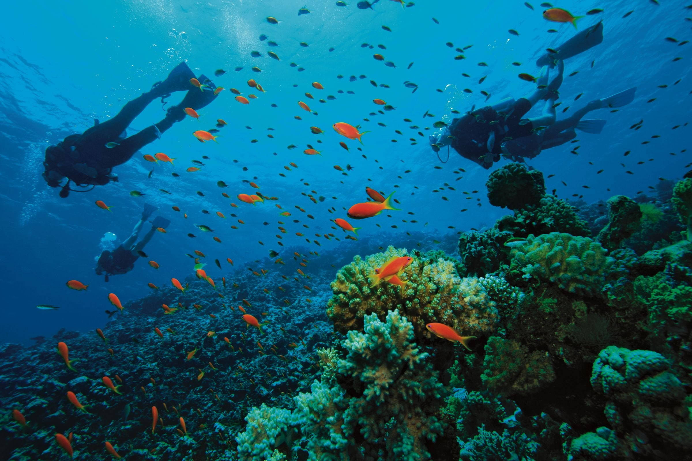 diving 桌布 壁紙 — 水肺潛水員在清澈的藍色海水下探索充滿橙色和黑色魚類的 vibrant 珊瑚礁。