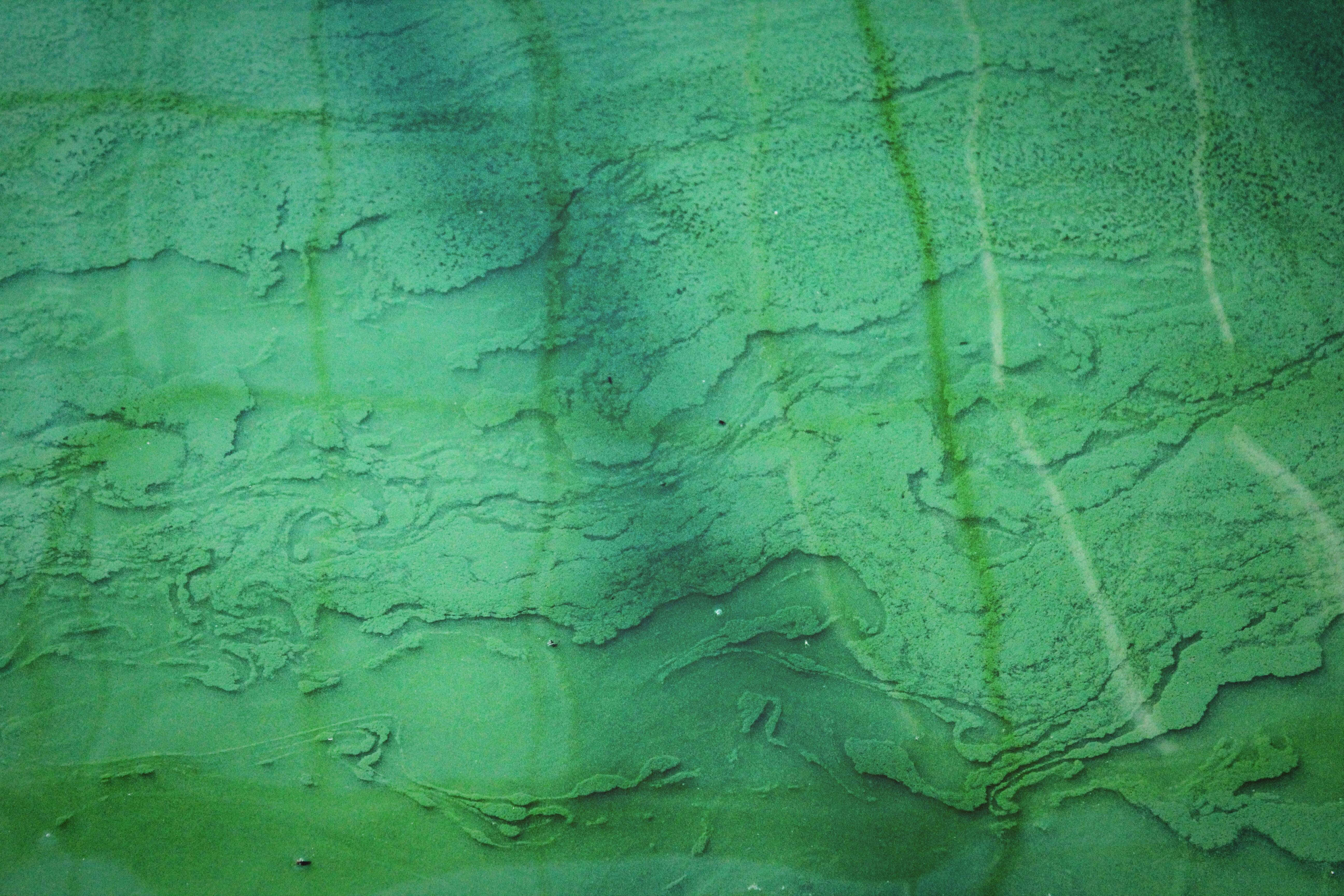 Green Texture 桌布 壁紙 — 水面上的紋理綠色藻類圖案特寫，帶有微妙的光線反射。