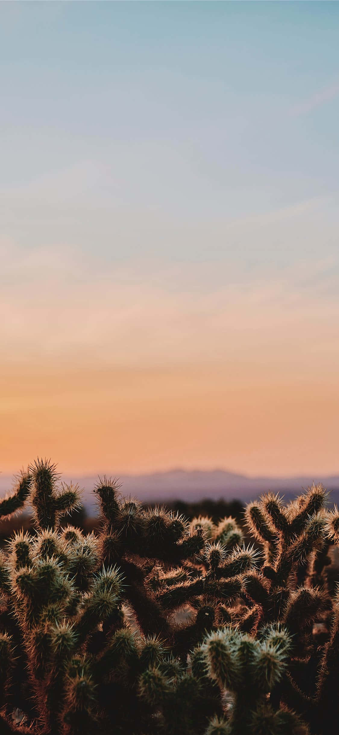 Cactus 桌布 壁紙 — 沙漠日落，前景有尖刺的喬拉仙人掌，遠山在漸變天空下。