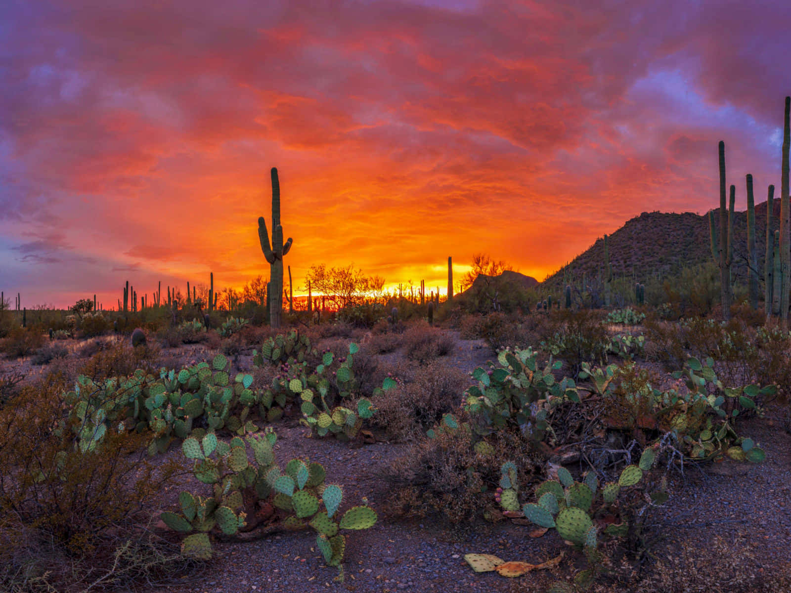 Arizona 桌布 壁紙 — 沙漠日落將天空染成火熱的橙色和粉紅色，薩瓜羅仙人掌在遠山襯托下高高聳立。