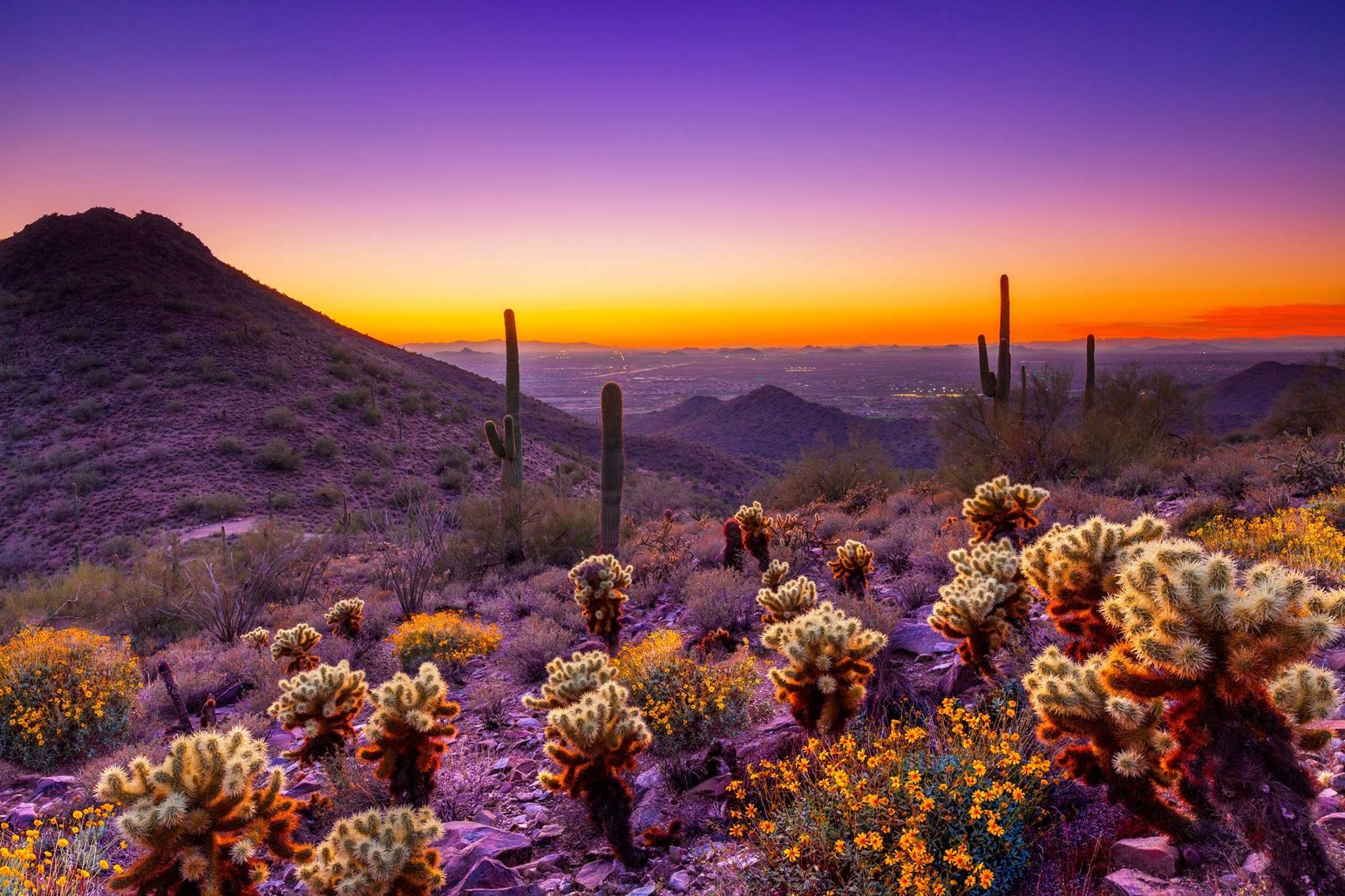 Arizona 桌布 壁紙 — 沙漠日落將天空染成紫色、橙色和黃色，仙人掌和野花在起伏的山丘映襯下閃耀。