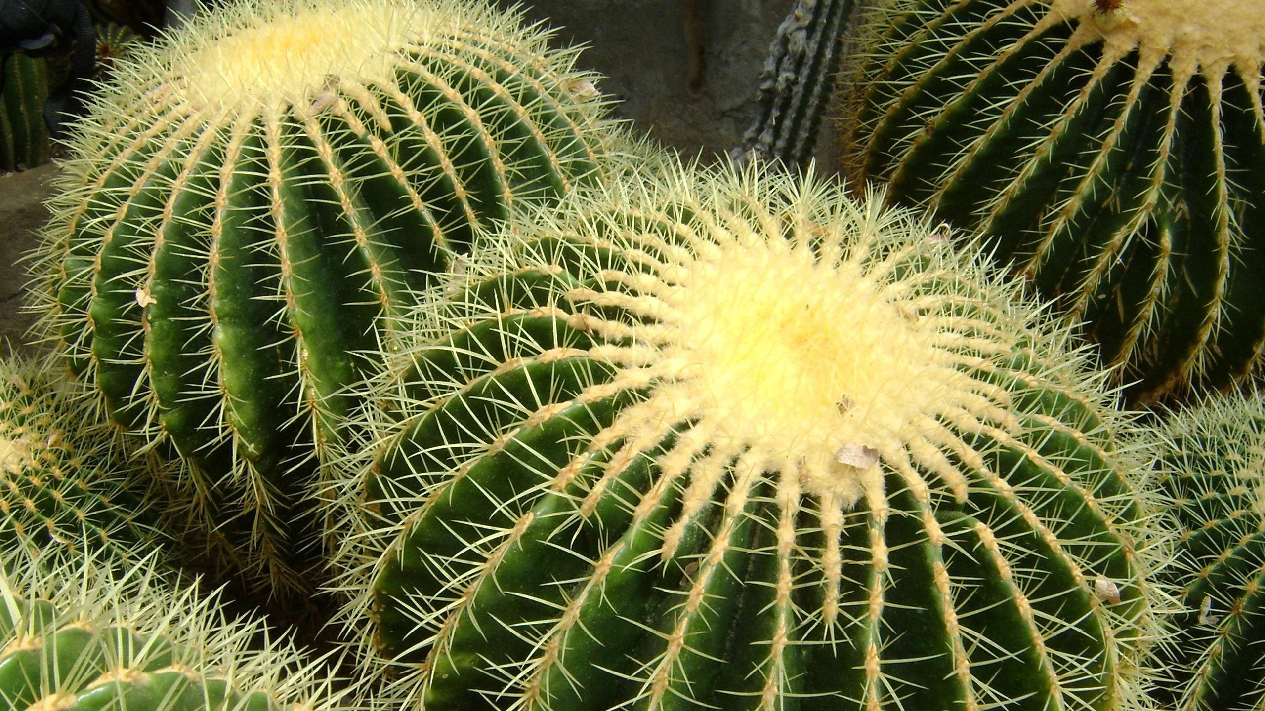 Cactus 桌布 壁紙 — 沙漠花園中圓形綠色桶形仙人掌的特寫，帶有金色刺和模糊的黃色中心。