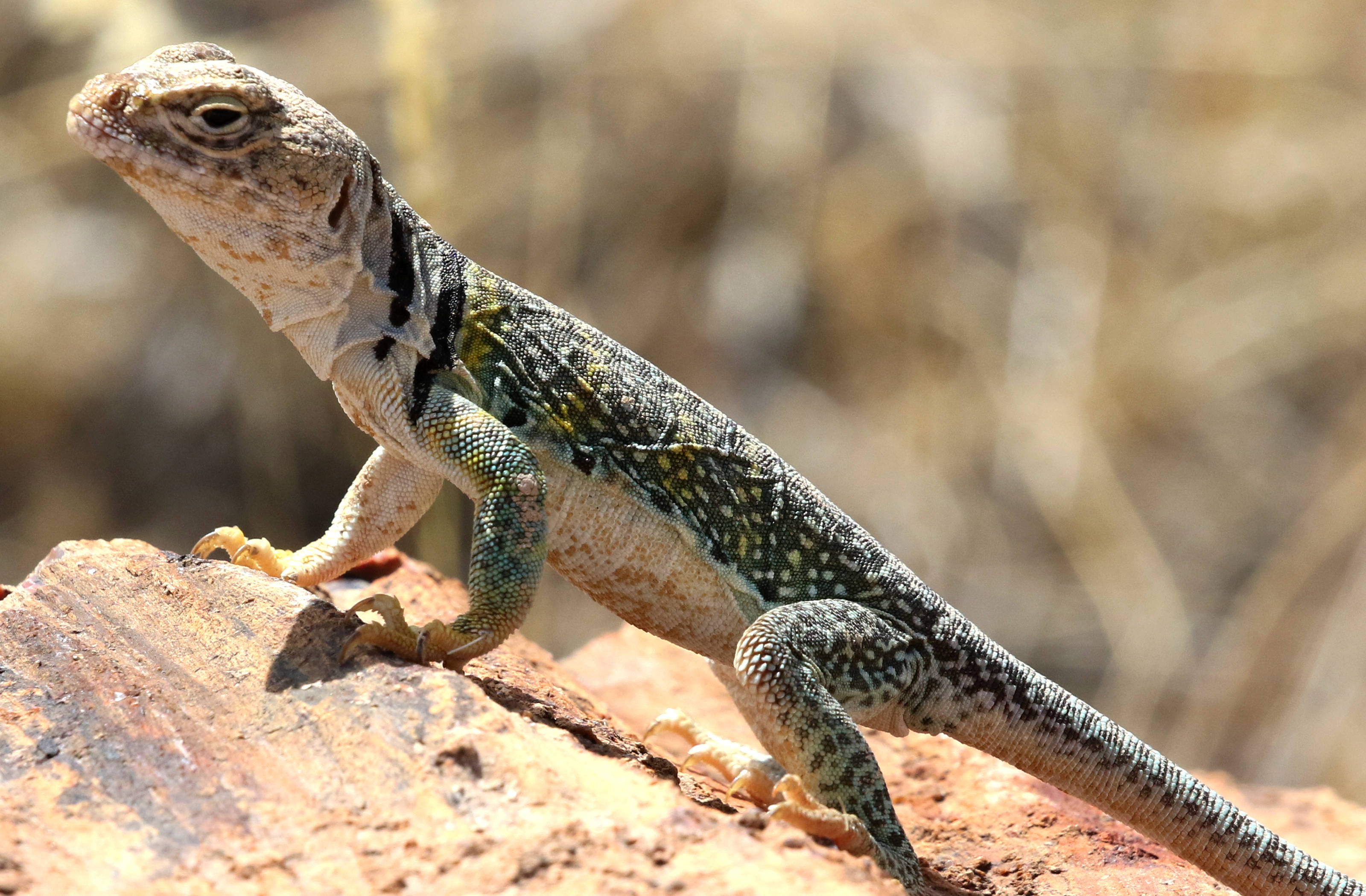 reptile 桌布 壁紙 — 沙漠蜥蜴的特寫，身上有斑點綠色和黃褐色鱗片，棲息在陽光溫暖的微紅色岩石上。