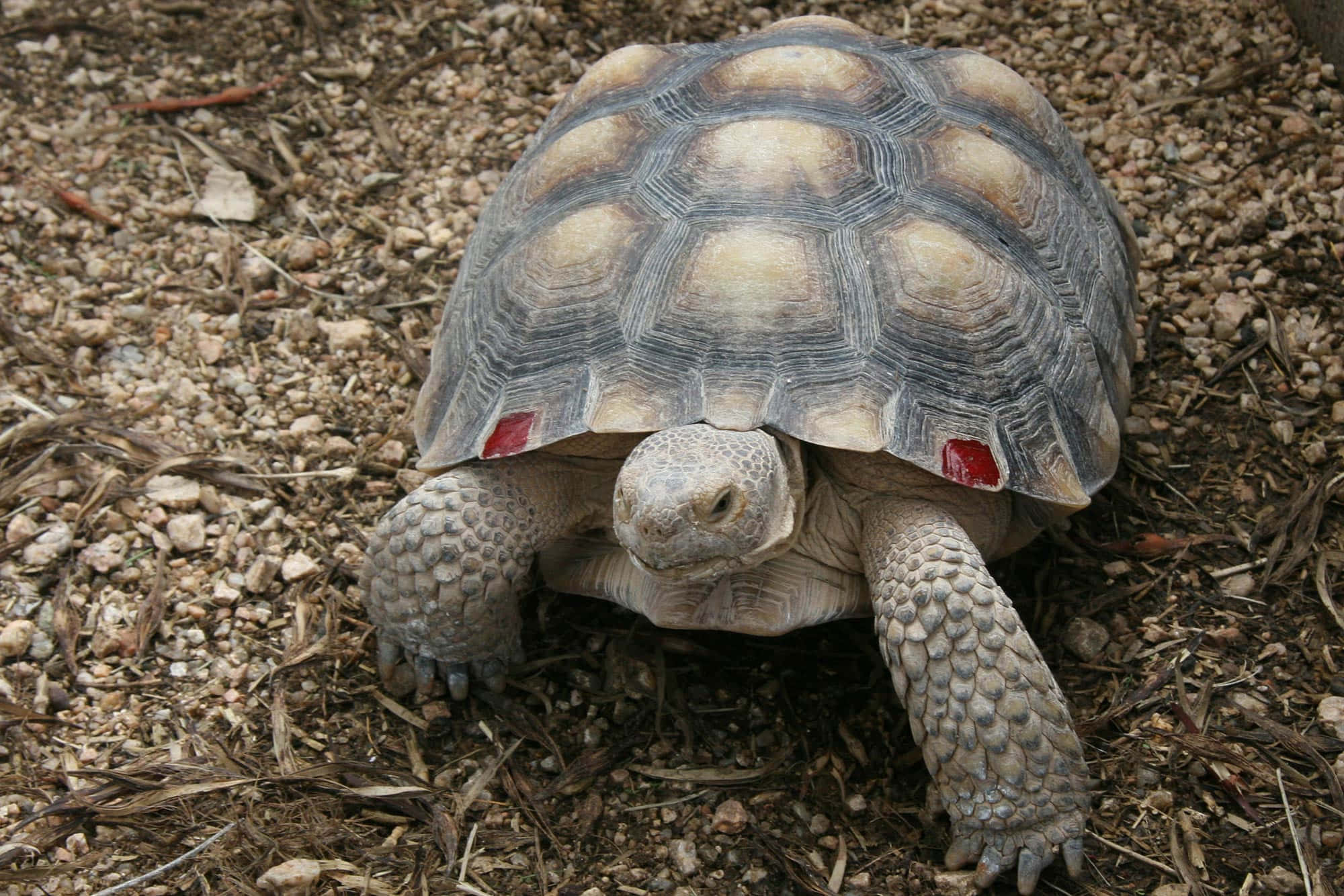 tortoise 桌布 壁紙 — 沙漠龜的特寫照片，龜殼上有紅色標籤，在碎石和乾葉上行走。
