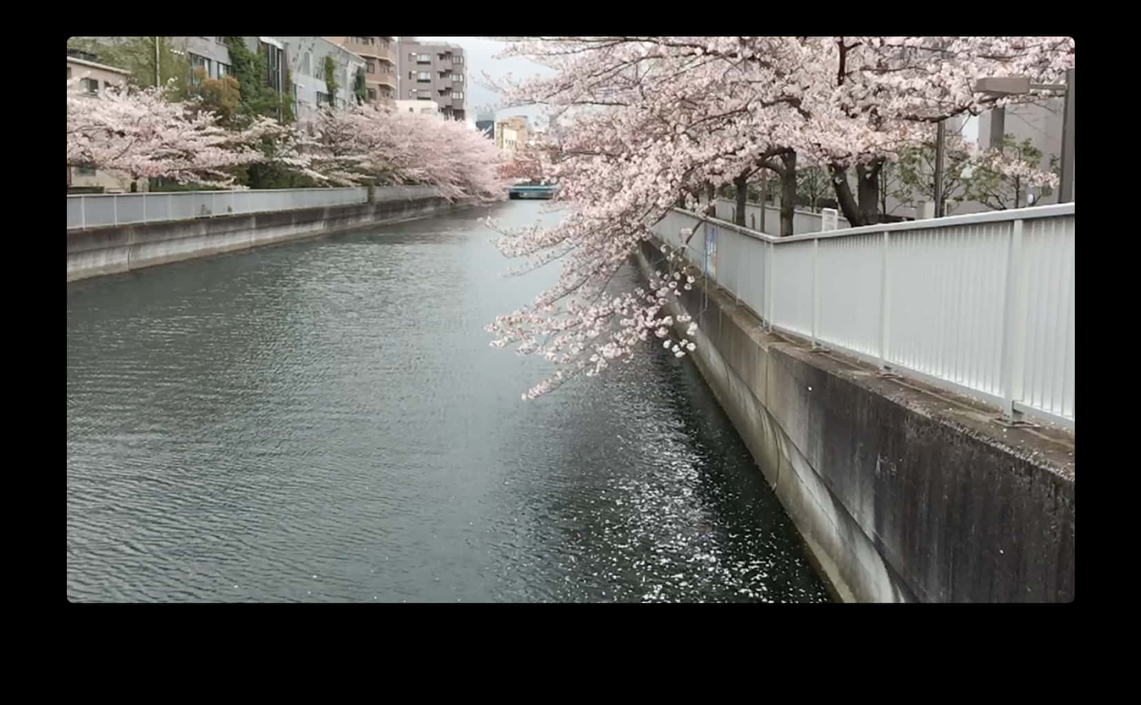 櫻花，高清PNG下載