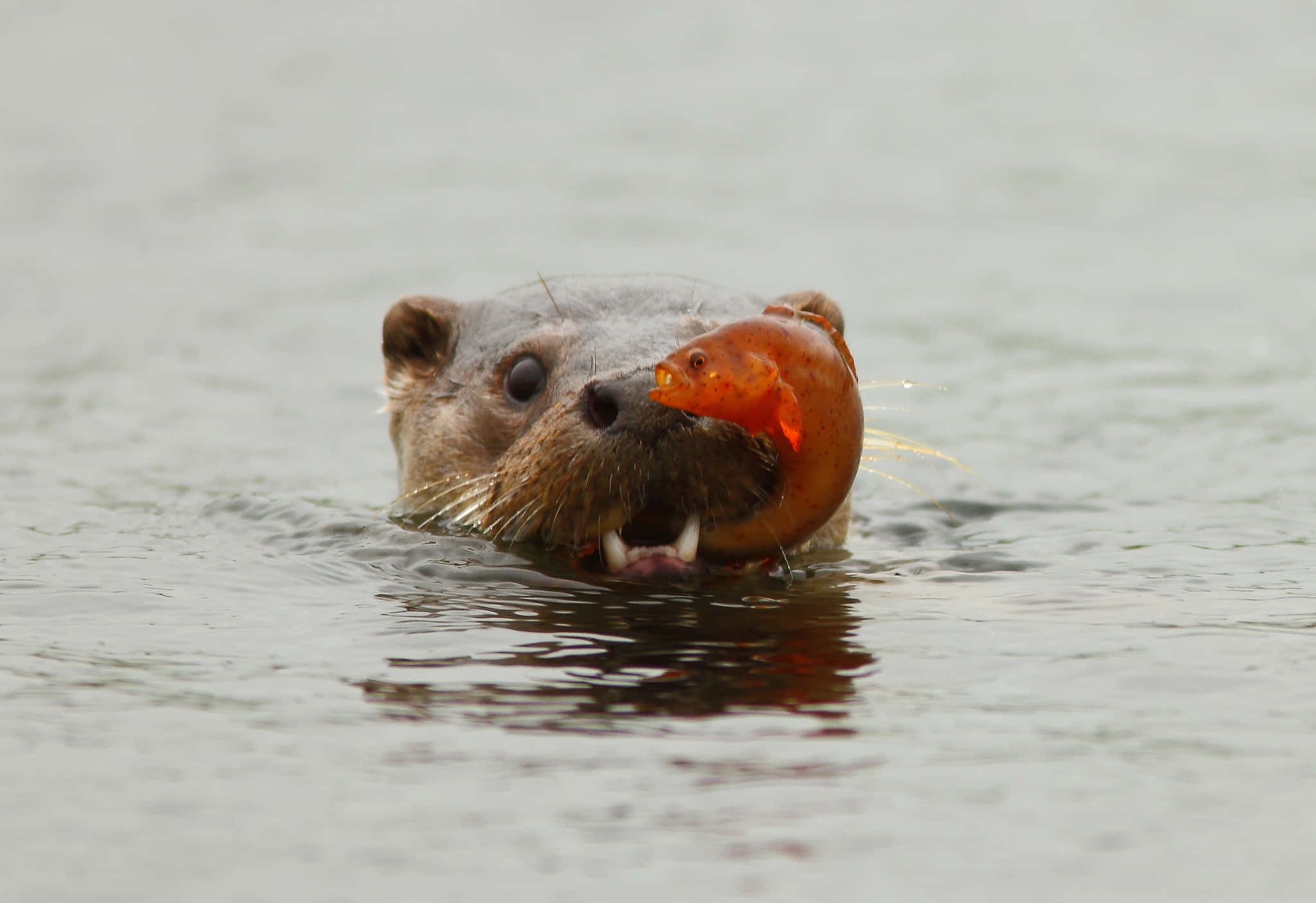 Otter 桌布 壁紙 — 河獺從渾水中冒出，嘴裡咬著一條亮橙色魚的特寫。