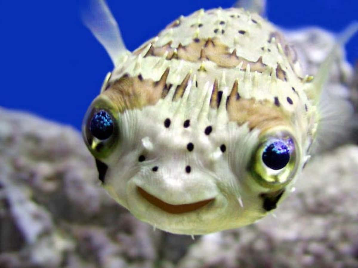 動物 桌布 壁紙 — 河豚特寫，眼睛突出，嘴巴微笑，背景為藍色水族箱。