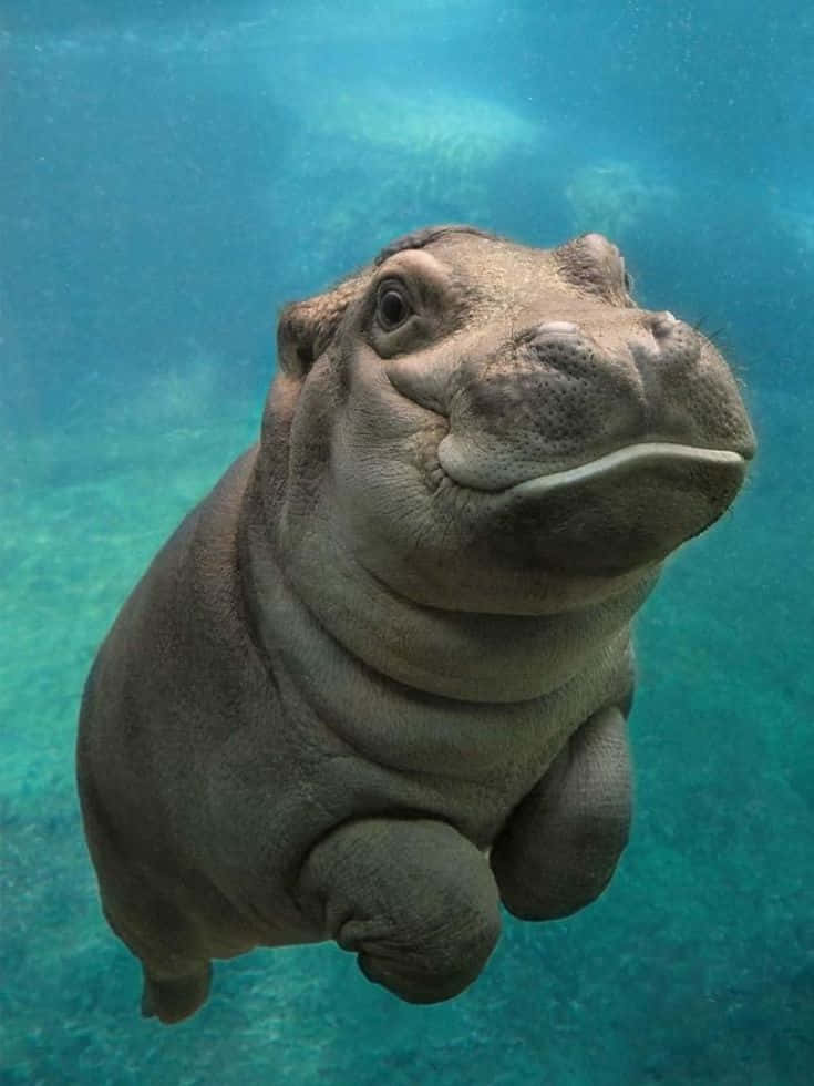 hippo 桌布 壁紙 — 河馬在清澈藍色水中游泳的近距離水下鏡頭，表情充滿好奇。