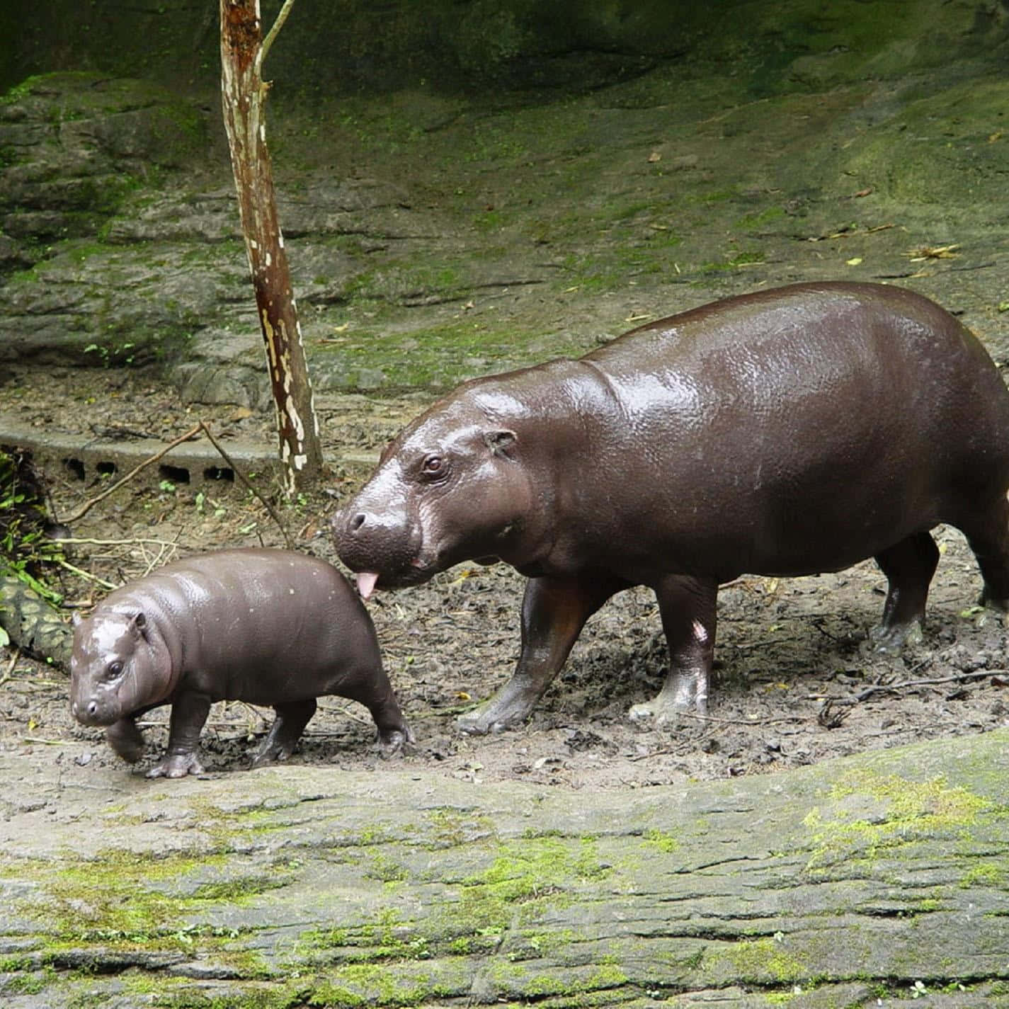 African Animals 桌布 壁紙 — 河馬媽媽和牠的幼崽一起站在自然棲息地中一棵樹附近長滿苔蘚的泥濘河岸上。
